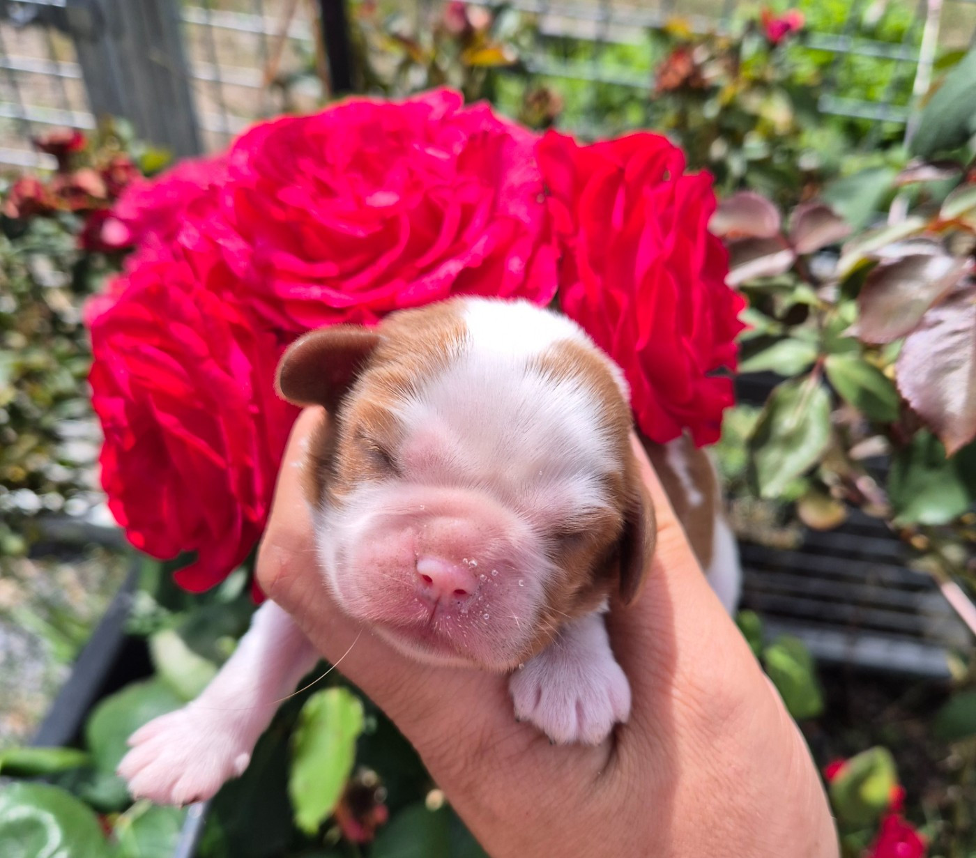 de la plaine du Jaelma - Chiots disponibles - Cavalier King Charles Spaniel