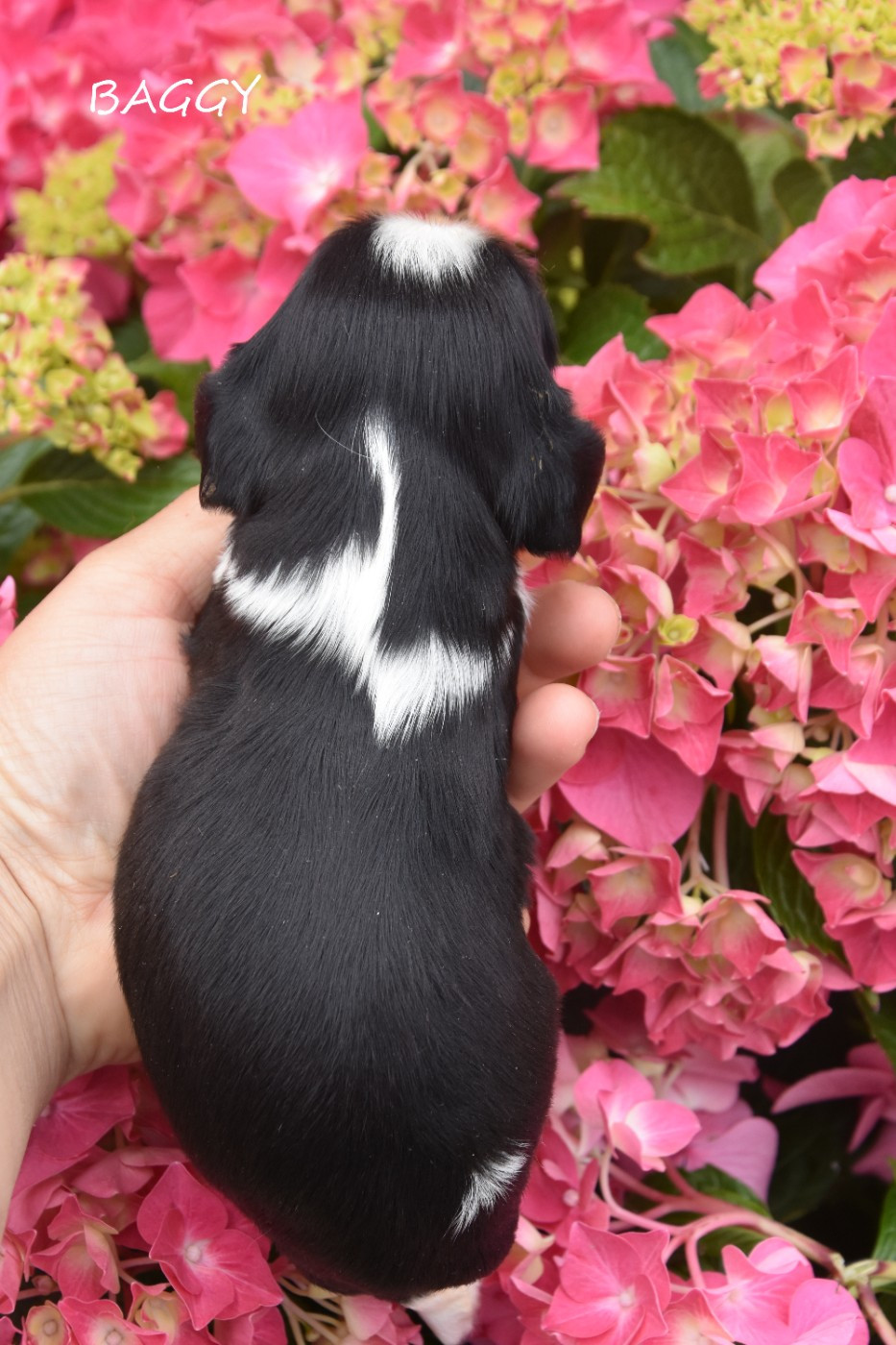 de la plaine du Jaelma - Chiots disponibles - Cavalier King Charles Spaniel