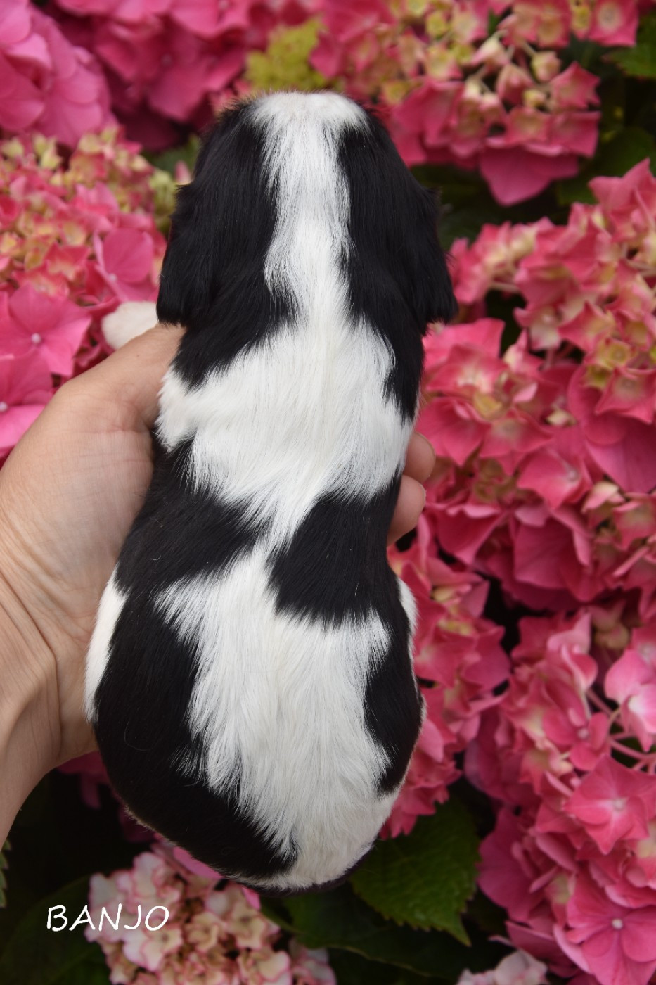 de la plaine du Jaelma - Chiots disponibles - Cavalier King Charles Spaniel
