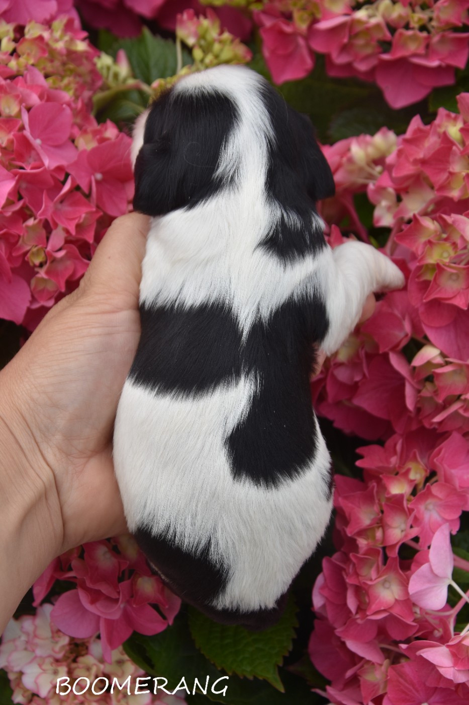 de la plaine du Jaelma - Chiots disponibles - Cavalier King Charles Spaniel