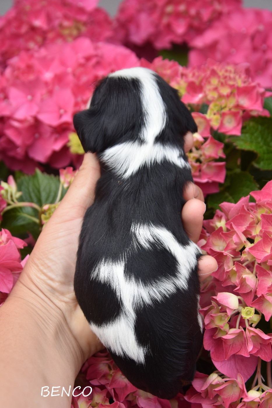 de la plaine du Jaelma - Chiots disponibles - Cavalier King Charles Spaniel