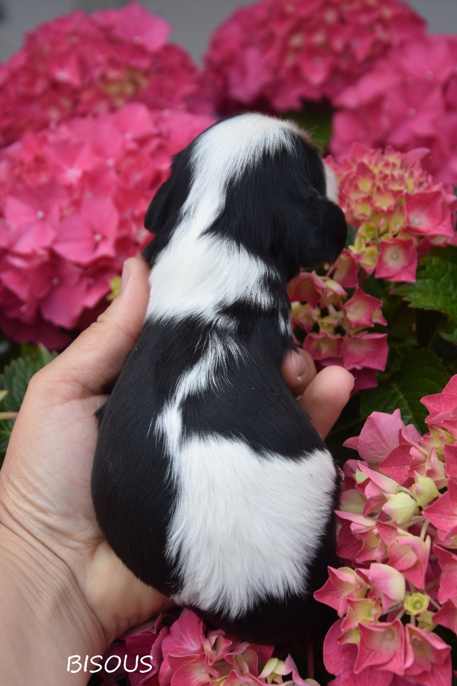 de la plaine du Jaelma - Chiots disponibles - Cavalier King Charles Spaniel