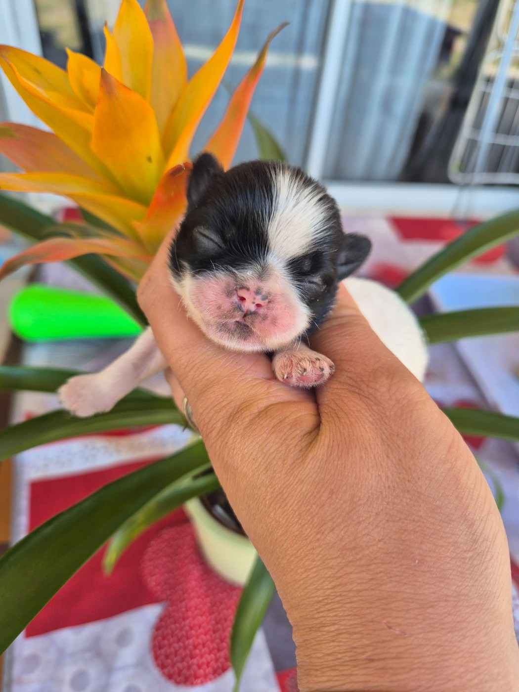 de la plaine du Jaelma - Chiots disponibles - Shih Tzu