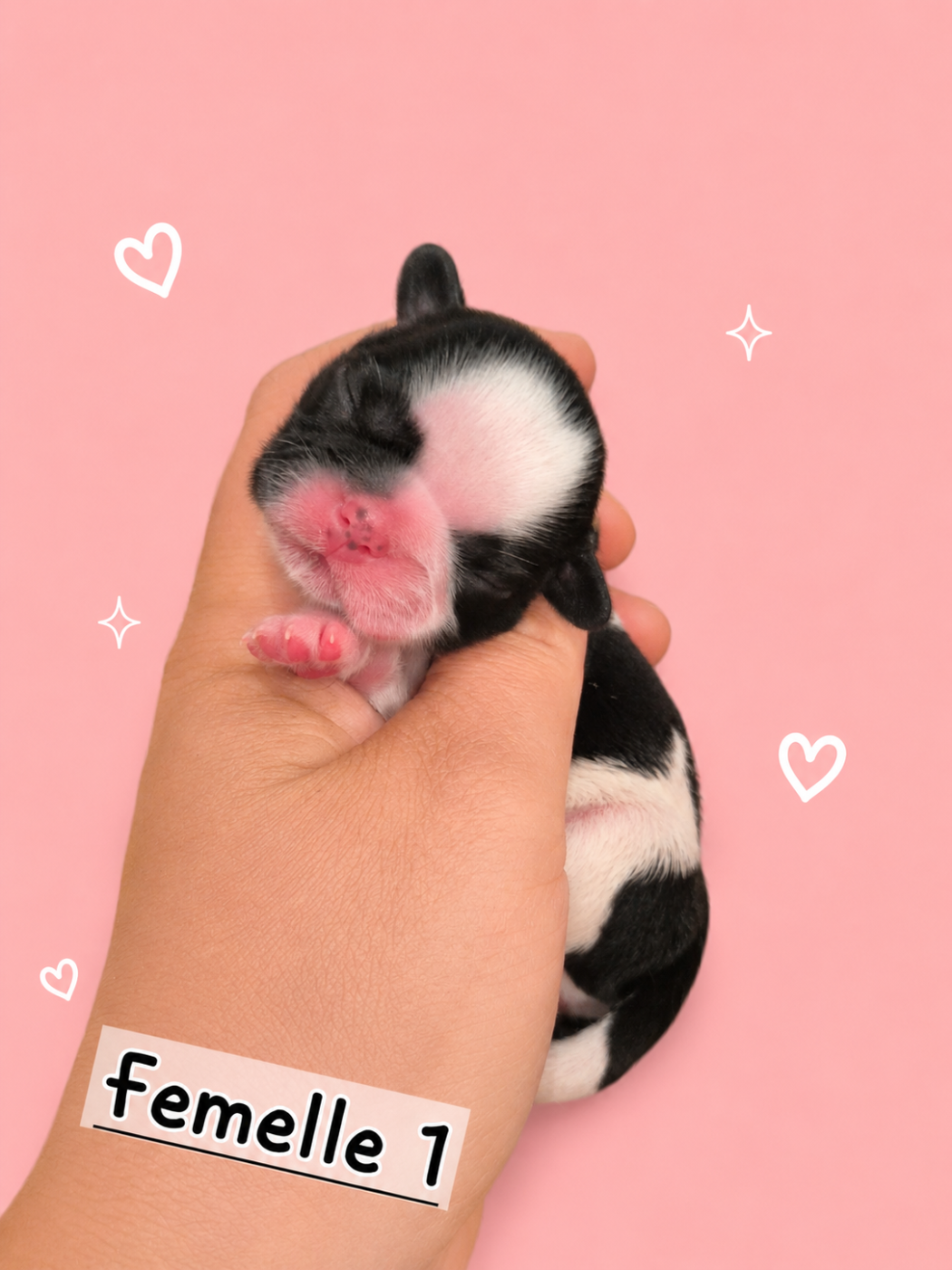 de la plaine du Jaelma - Chiots disponibles - Shih Tzu