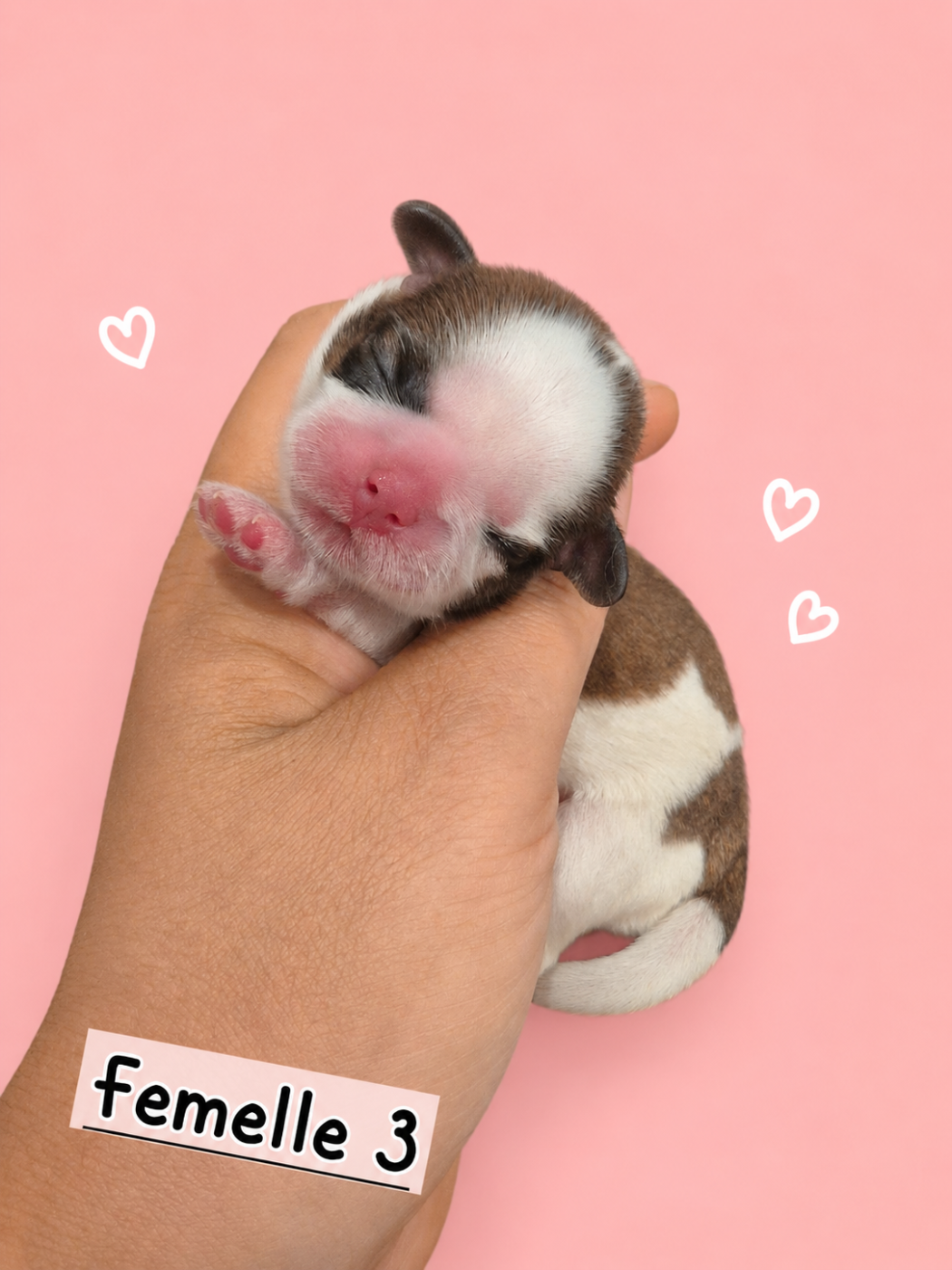 de la plaine du Jaelma - Chiots disponibles - Shih Tzu