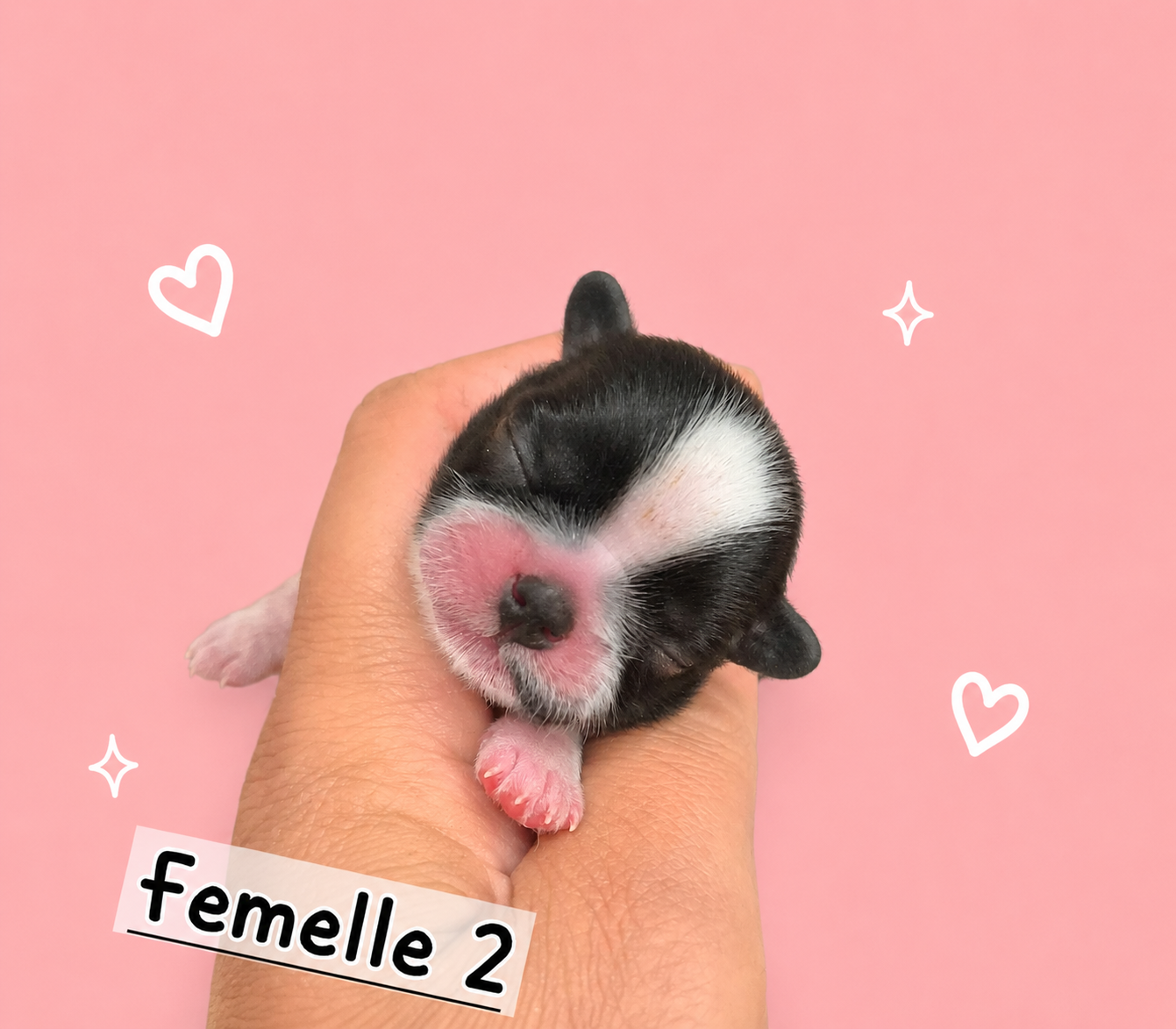 de la plaine du Jaelma - Chiots disponibles - Shih Tzu