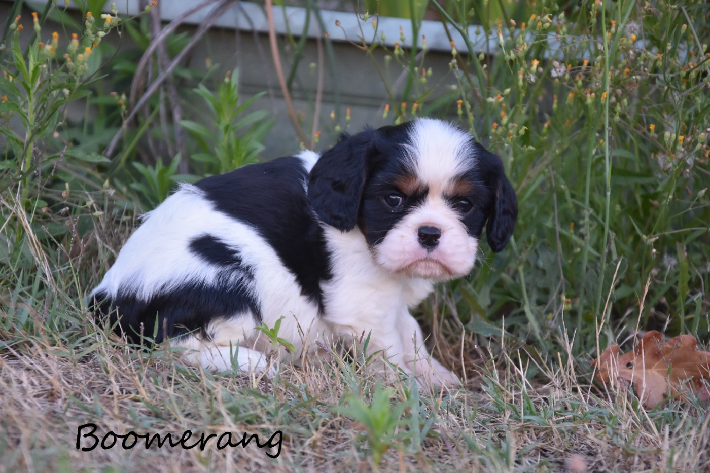 de la plaine du Jaelma - Chiots disponibles - Cavalier King Charles Spaniel