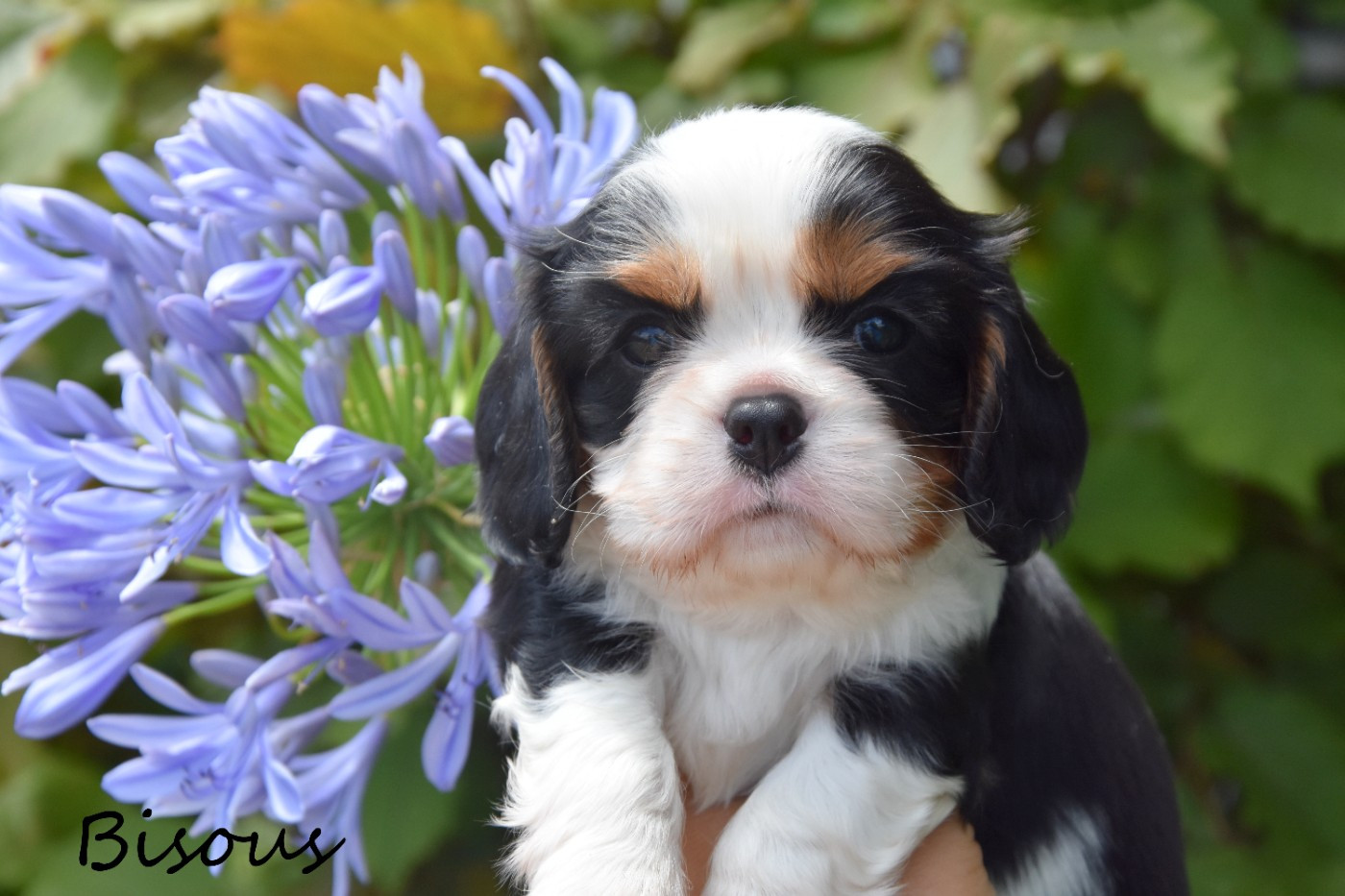 de la plaine du Jaelma - Chiots disponibles - Cavalier King Charles Spaniel