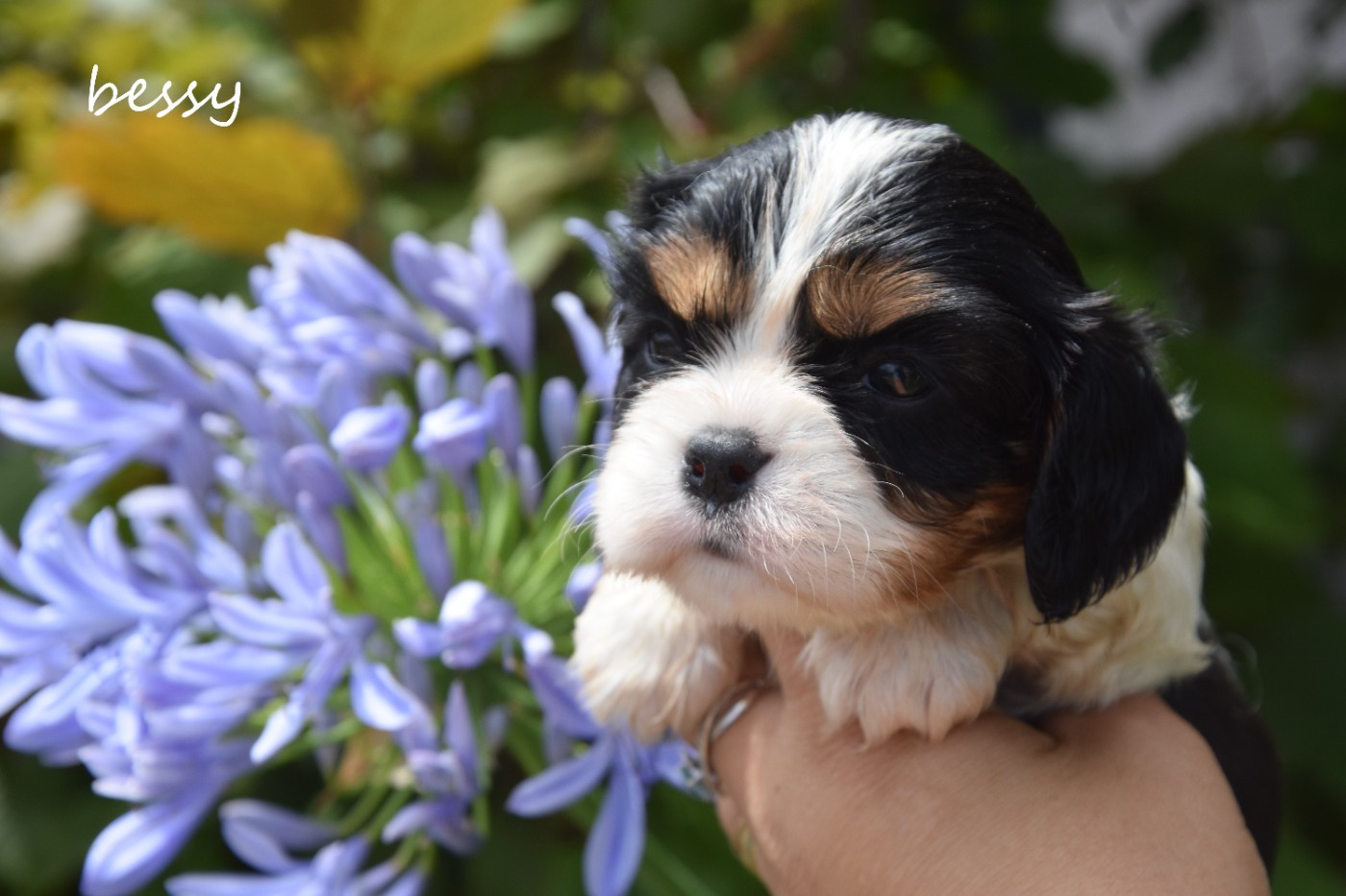 de la plaine du Jaelma - Chiots disponibles - Cavalier King Charles Spaniel