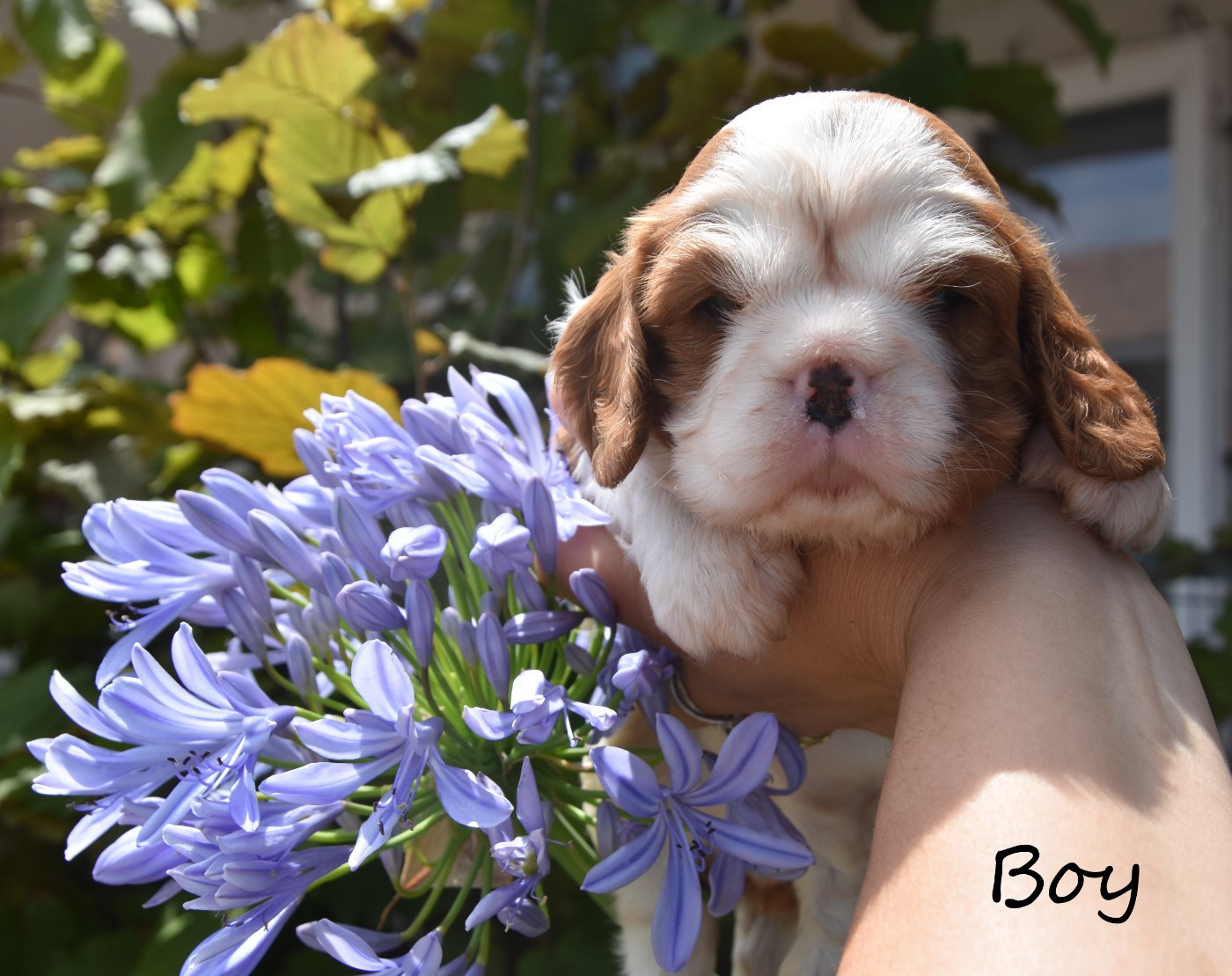 de la plaine du Jaelma - Chiots disponibles - Cavalier King Charles Spaniel