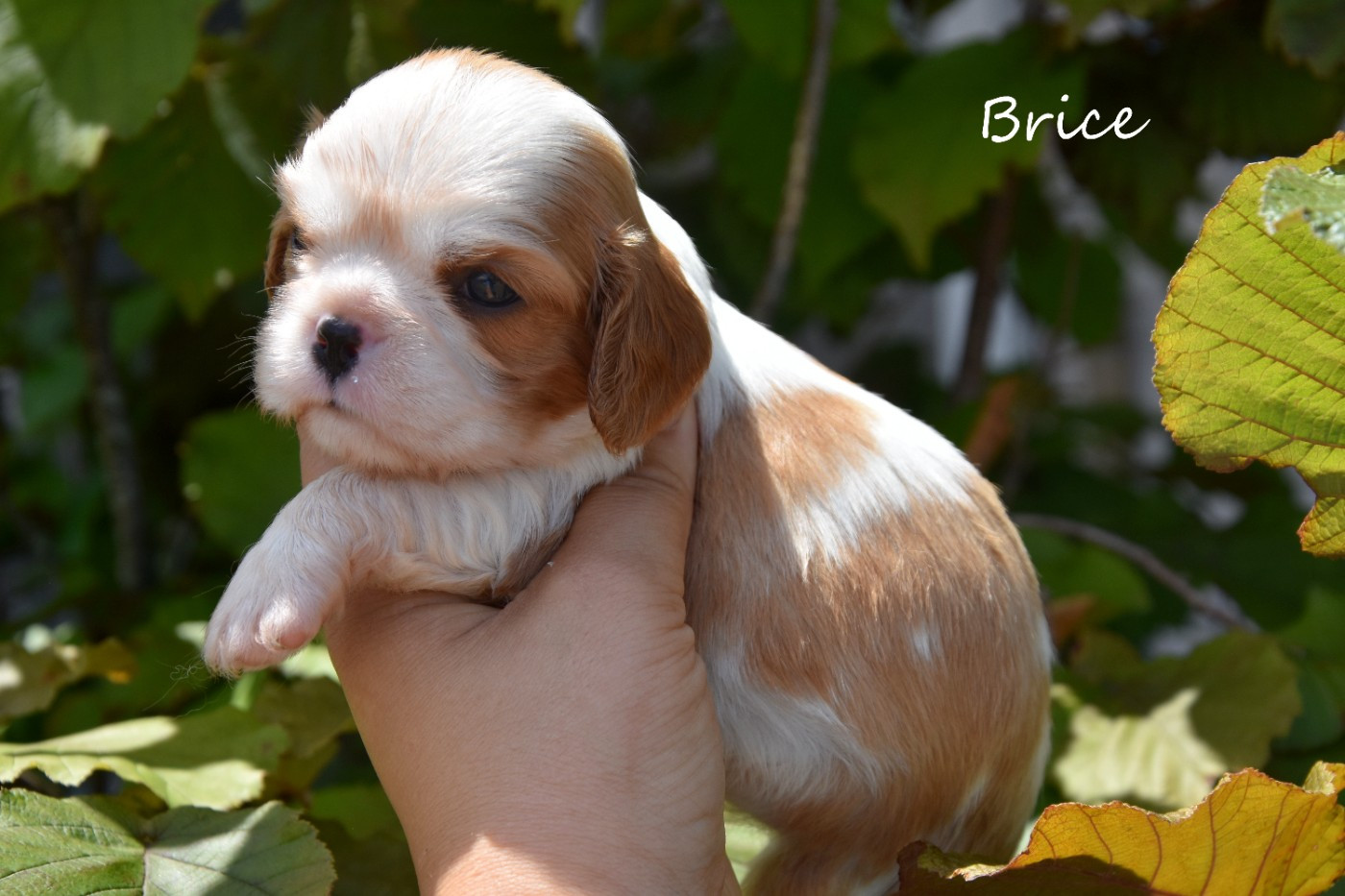 de la plaine du Jaelma - Chiots disponibles - Cavalier King Charles Spaniel