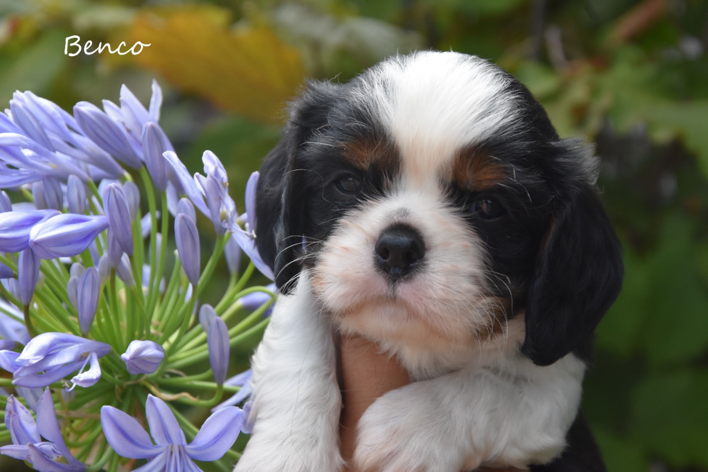 de la plaine du Jaelma - Chiots disponibles - Cavalier King Charles Spaniel