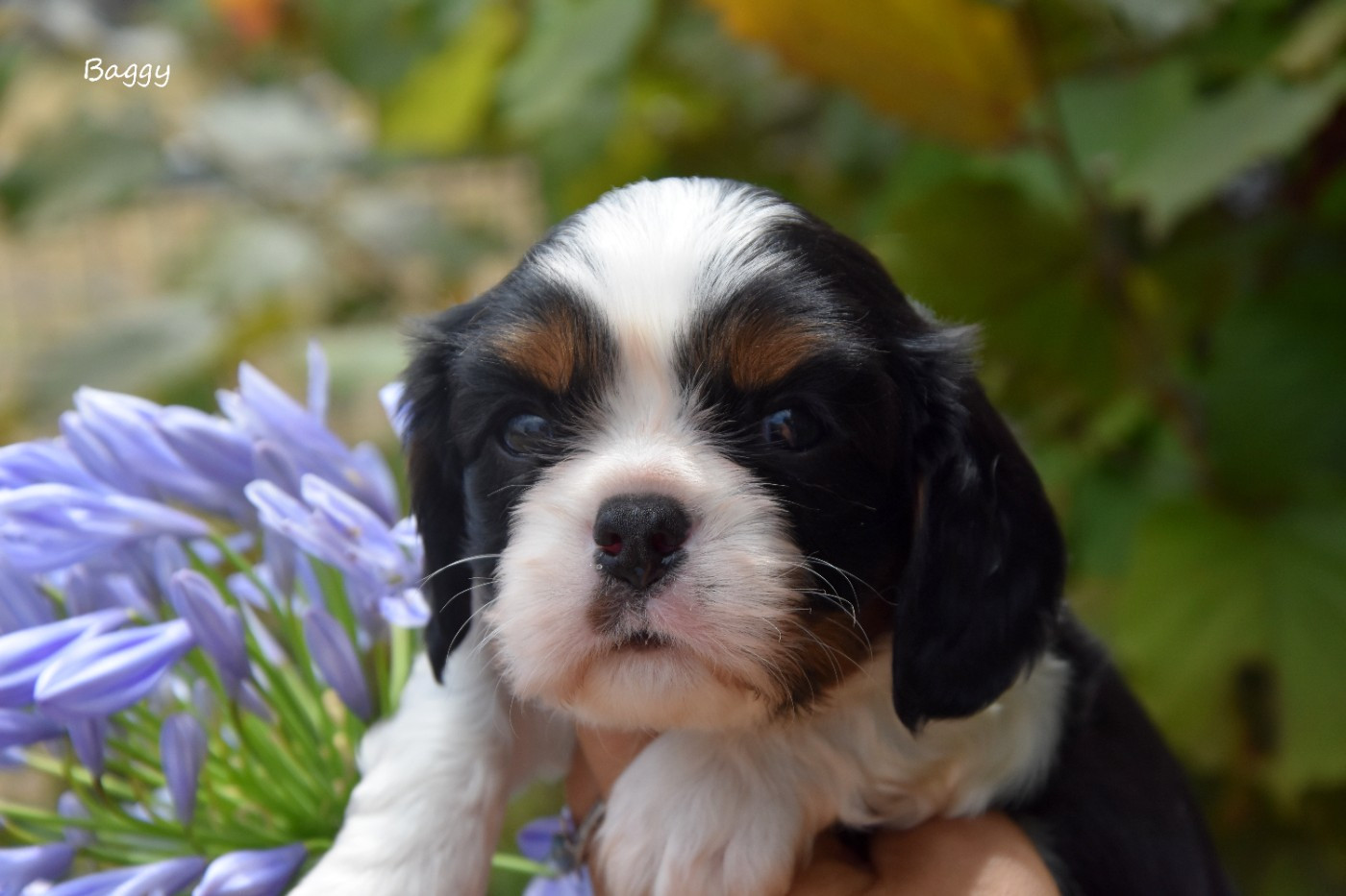 de la plaine du Jaelma - Chiots disponibles - Cavalier King Charles Spaniel