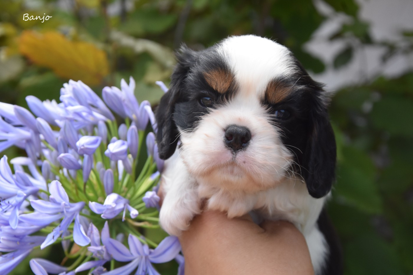 de la plaine du Jaelma - Chiots disponibles - Cavalier King Charles Spaniel