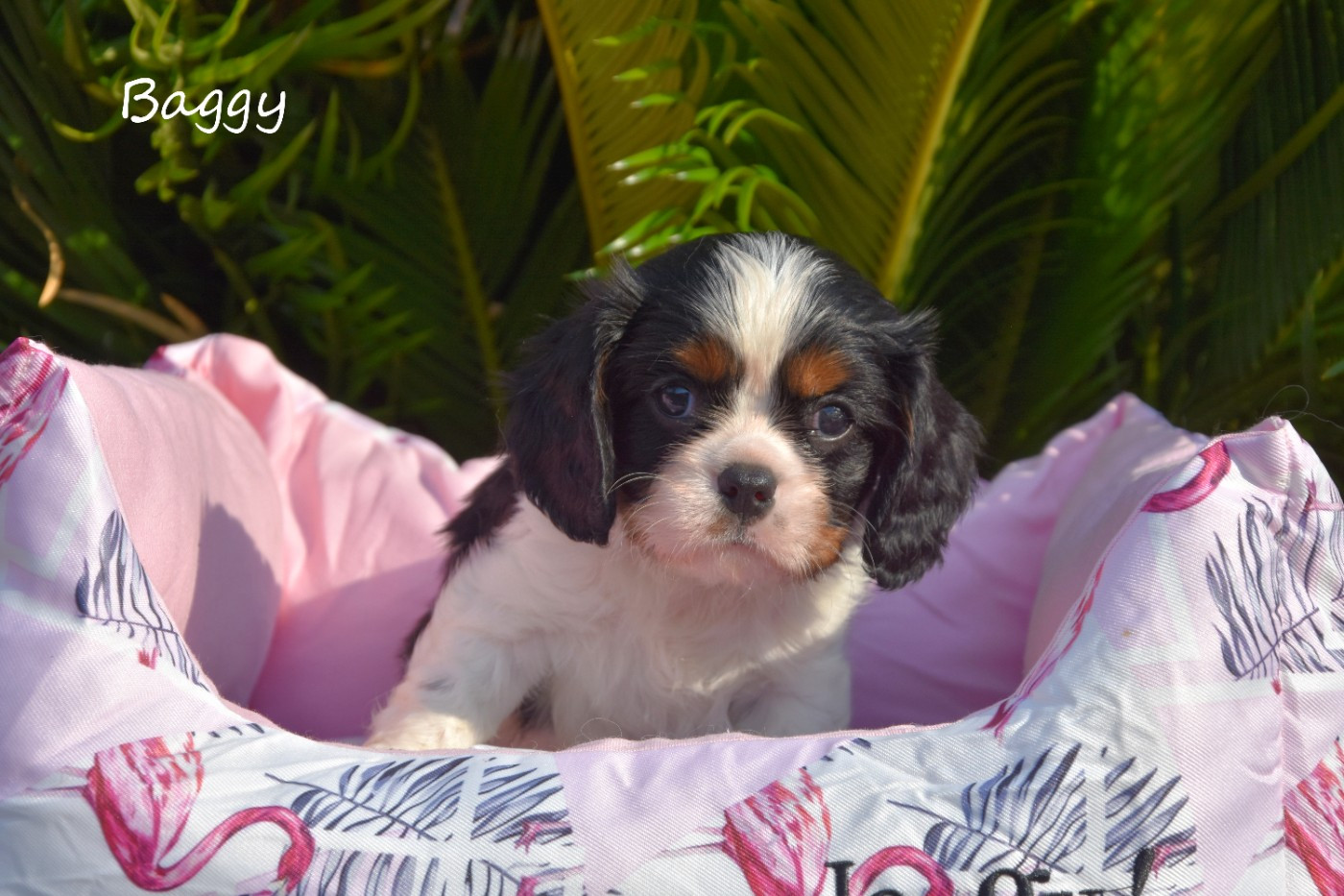 de la plaine du Jaelma - Chiots disponibles - Cavalier King Charles Spaniel