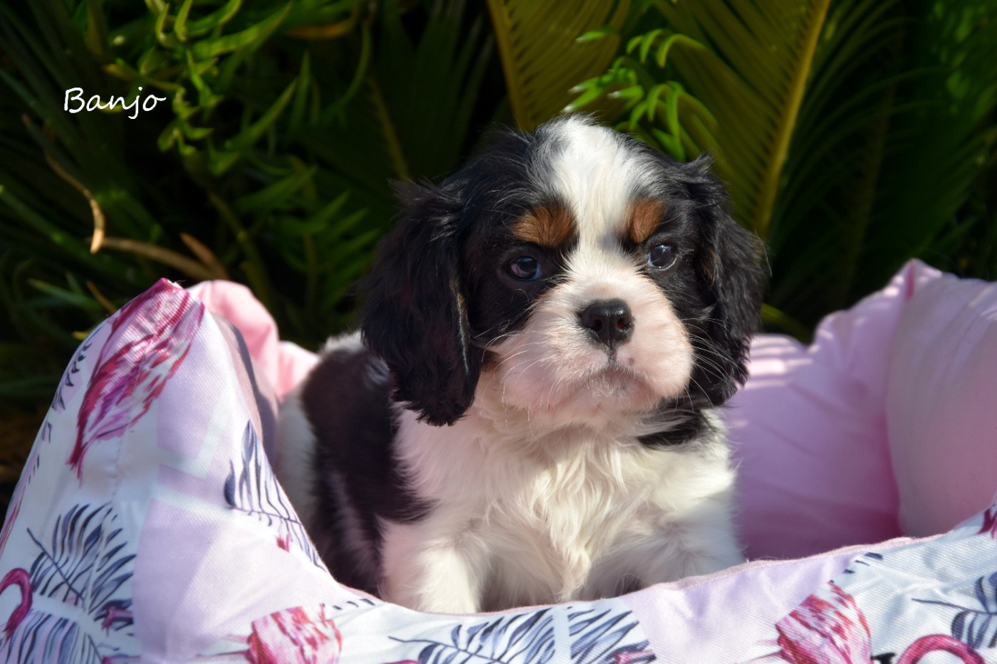 de la plaine du Jaelma - Chiots disponibles - Cavalier King Charles Spaniel