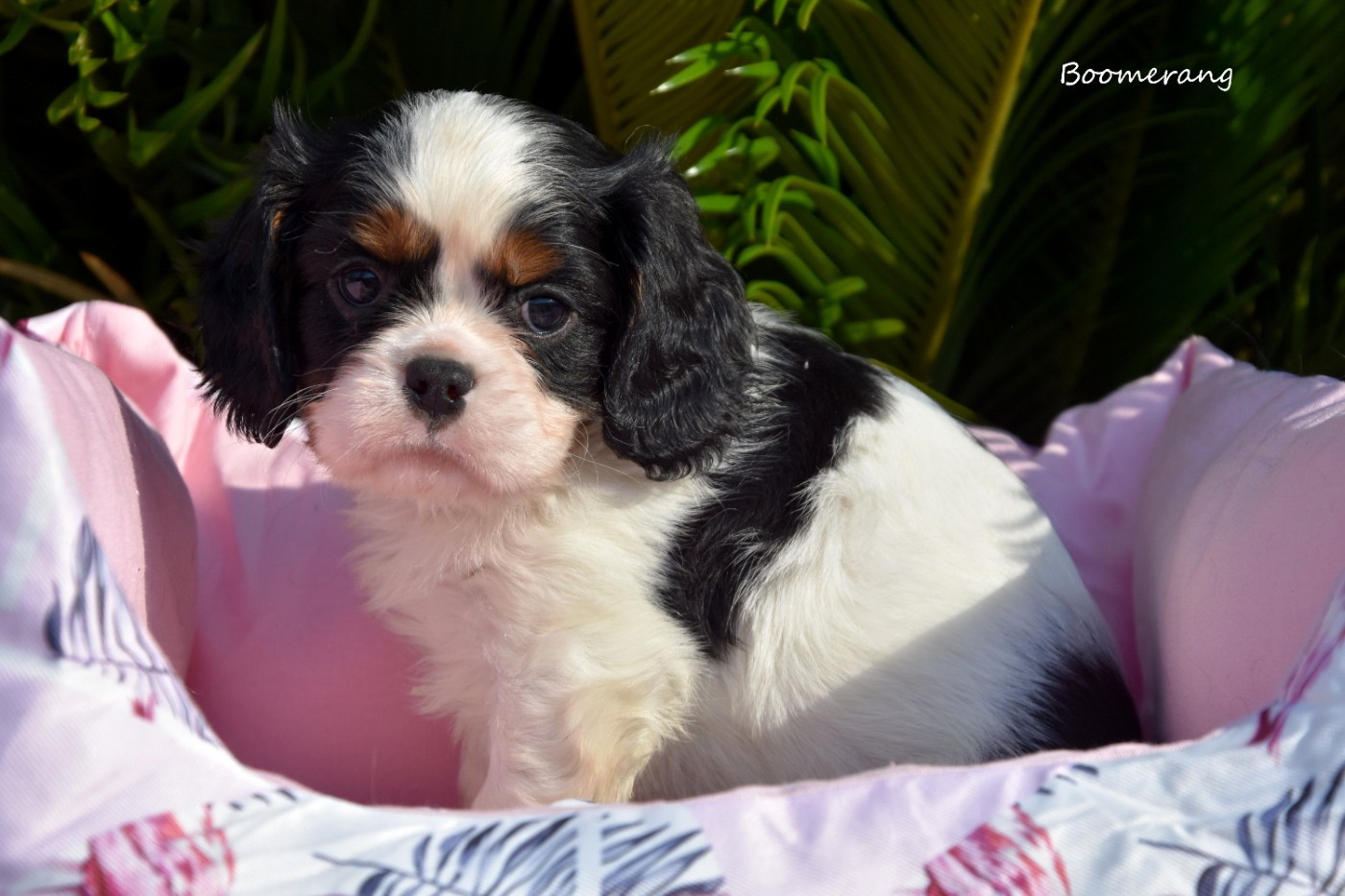 de la plaine du Jaelma - Chiots disponibles - Cavalier King Charles Spaniel