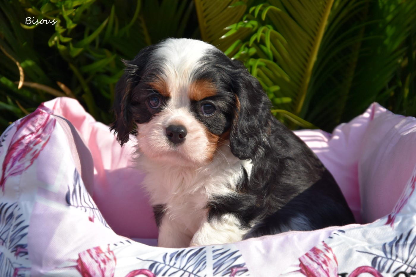 de la plaine du Jaelma - Chiots disponibles - Cavalier King Charles Spaniel