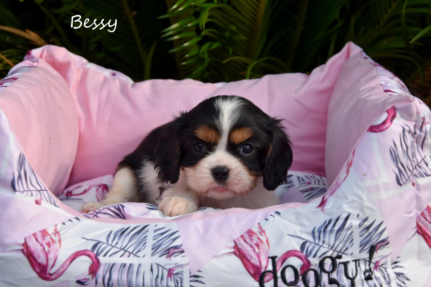 de la plaine du Jaelma - Chiots disponibles - Cavalier King Charles Spaniel