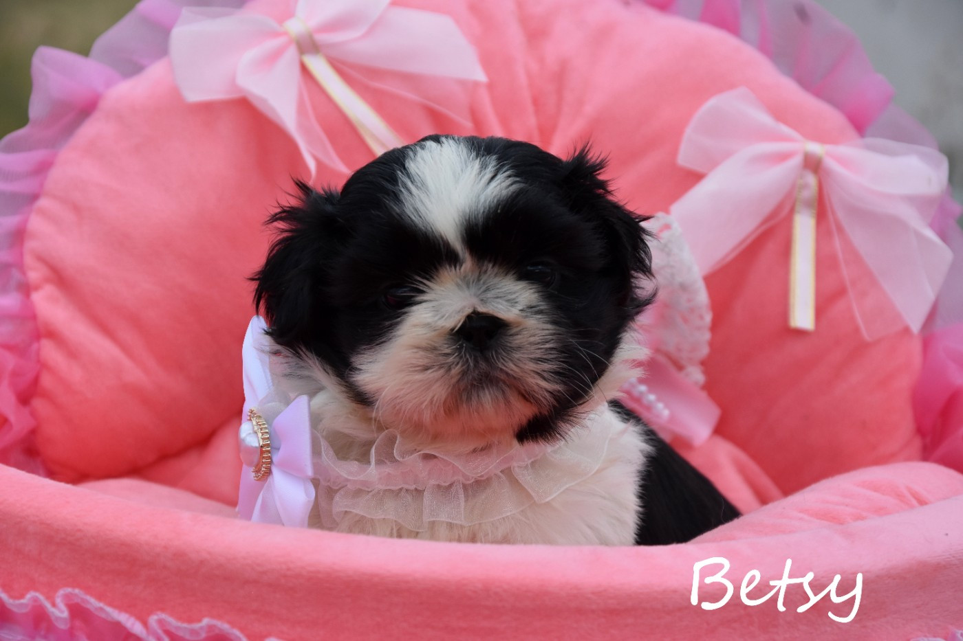de la plaine du Jaelma - Chiots disponibles - Shih Tzu