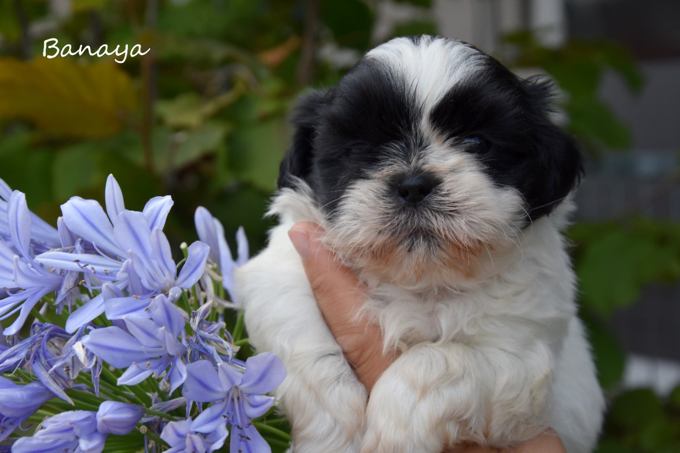 de la plaine du Jaelma - Chiots disponibles - Shih Tzu