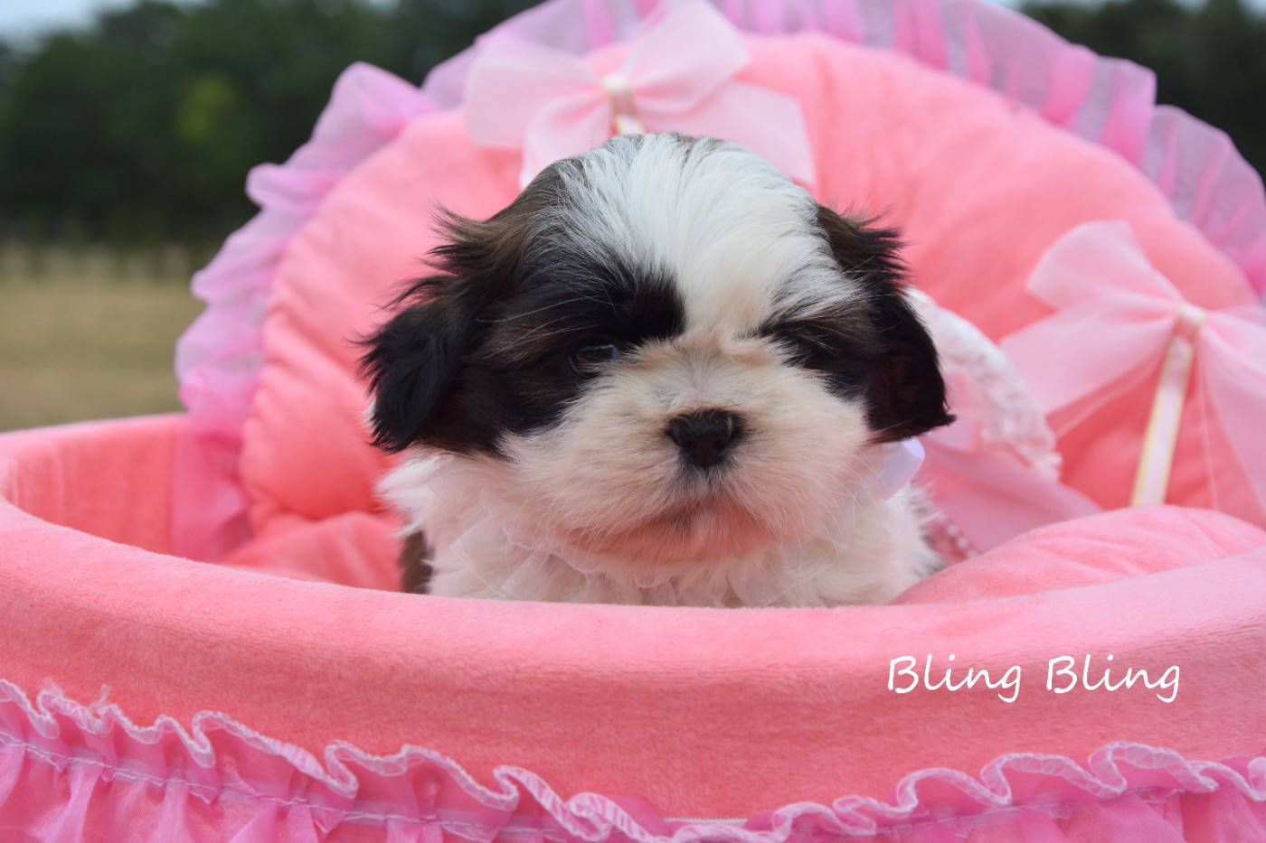 de la plaine du Jaelma - Chiots disponibles - Shih Tzu