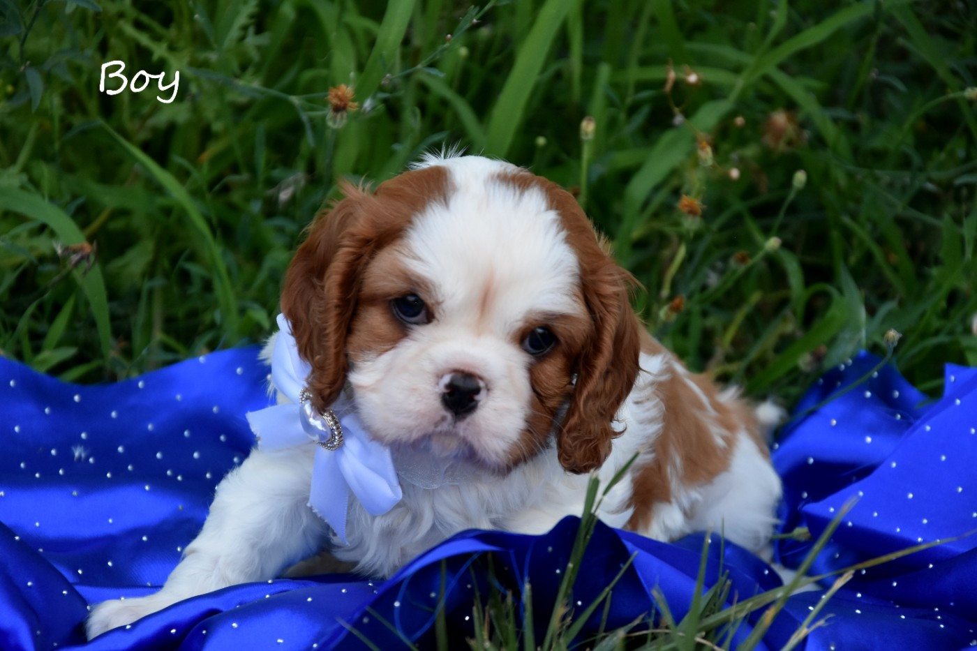 de la plaine du Jaelma - Chiots disponibles - Cavalier King Charles Spaniel