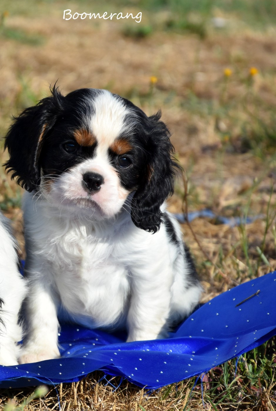 de la plaine du Jaelma - Chiots disponibles - Cavalier King Charles Spaniel