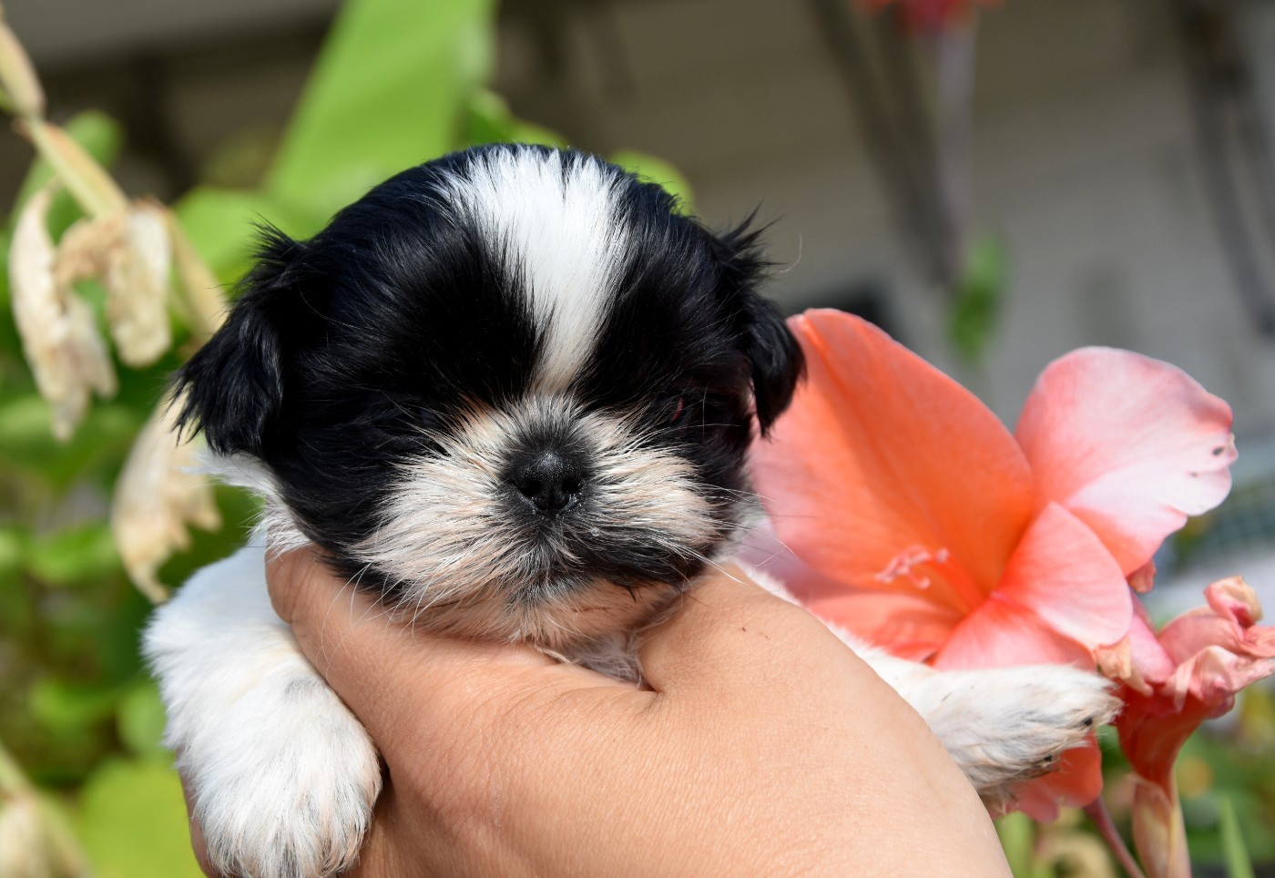 de la plaine du Jaelma - Chiots disponibles - Shih Tzu
