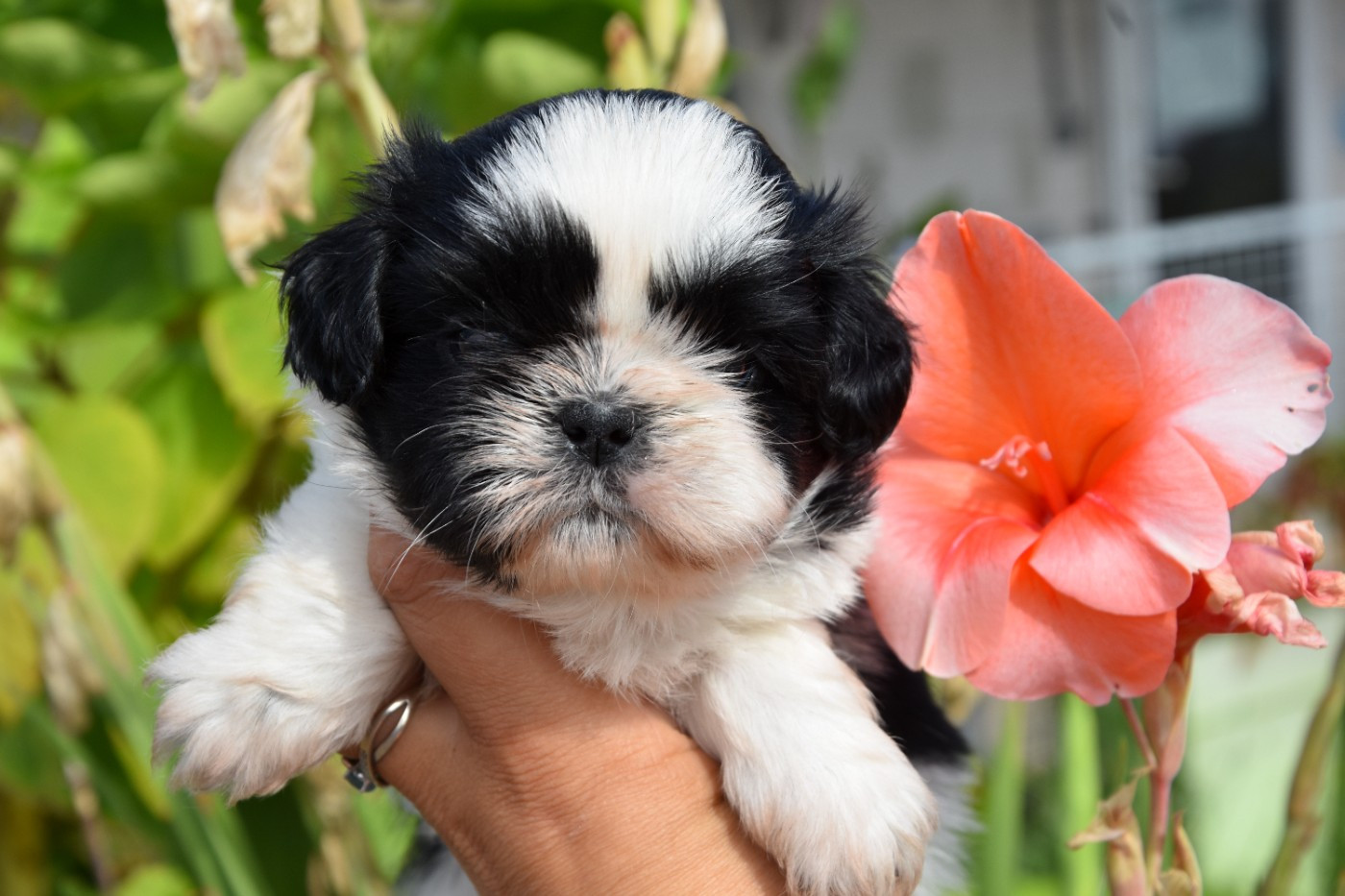 de la plaine du Jaelma - Chiots disponibles - Shih Tzu