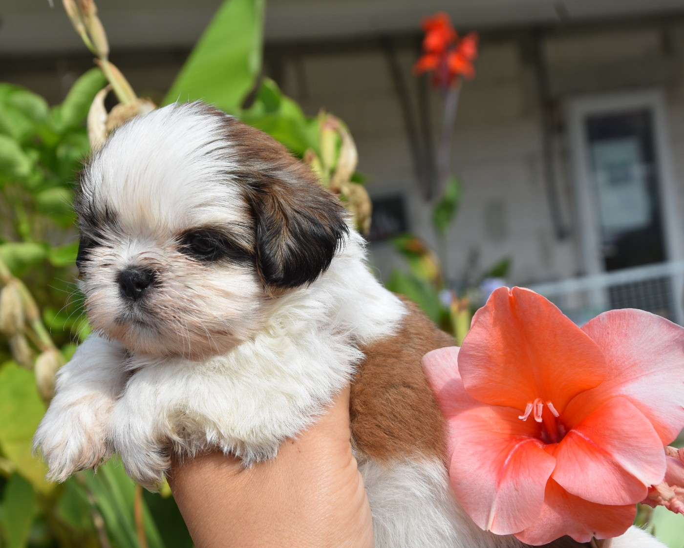 de la plaine du Jaelma - Chiots disponibles - Shih Tzu