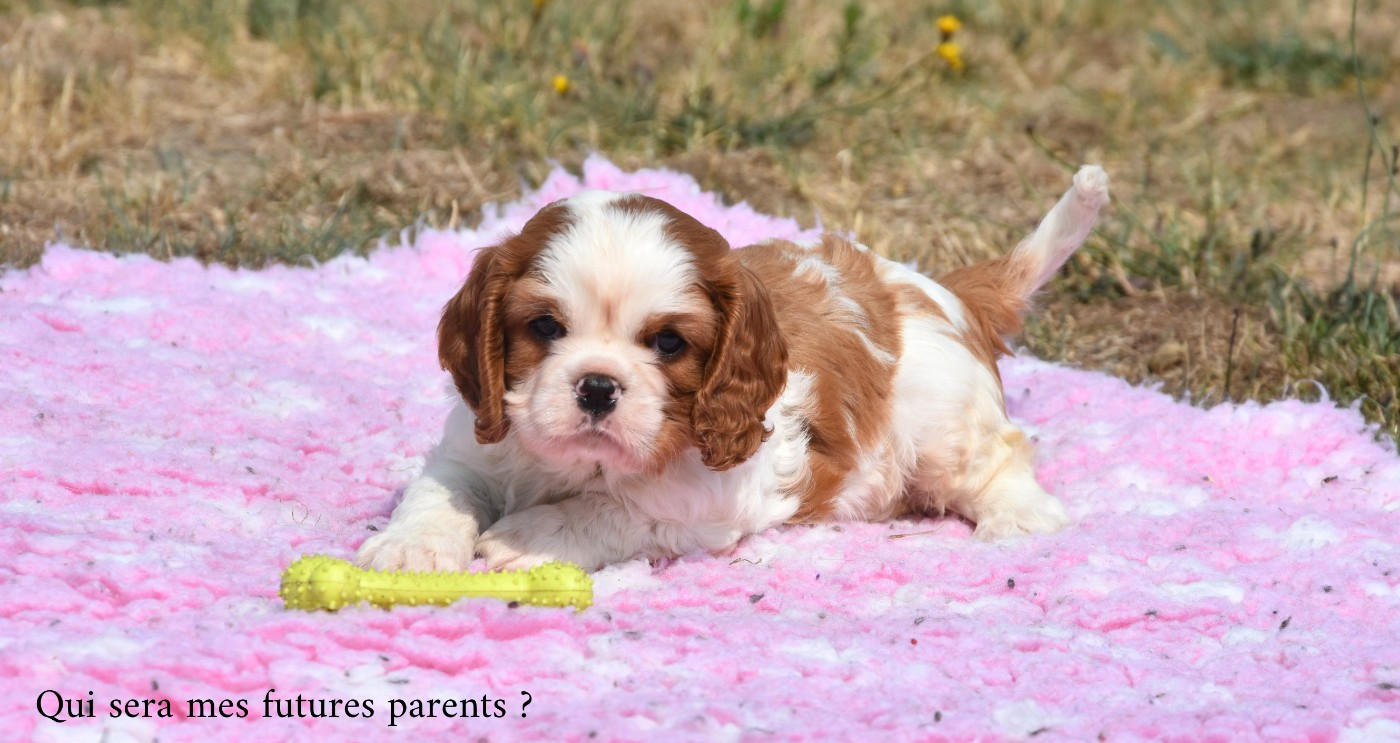 de la plaine du Jaelma - Chiots disponibles - Cavalier King Charles Spaniel