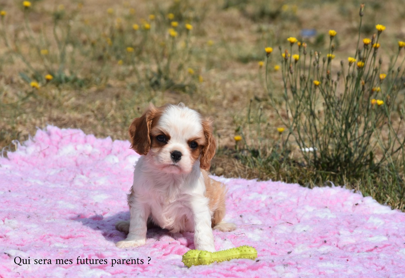 de la plaine du Jaelma - Chiots disponibles - Cavalier King Charles Spaniel