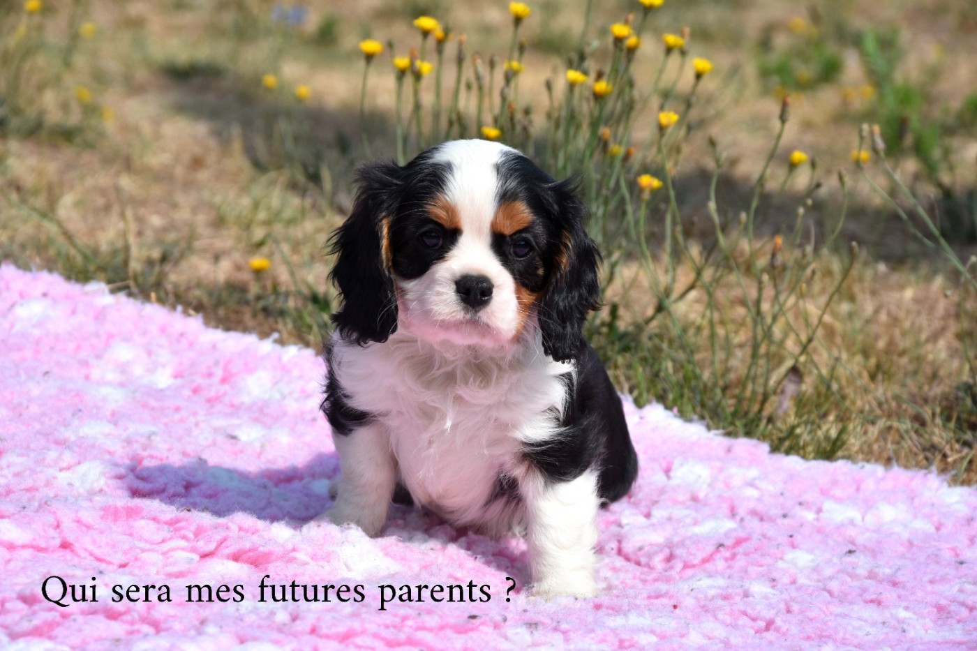 Bisous de la plaine du jaelma