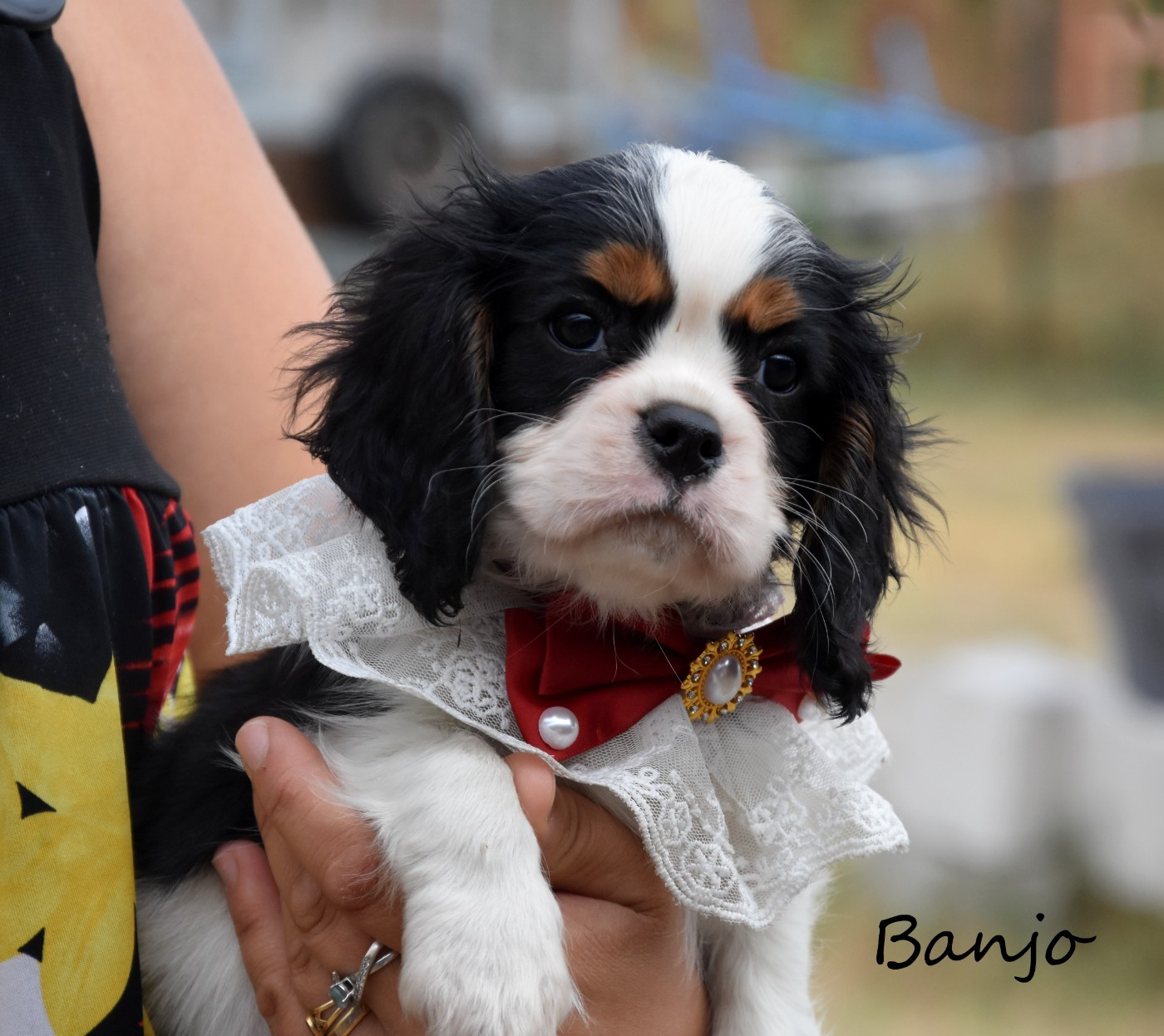 de la plaine du Jaelma - Chiots disponibles - Cavalier King Charles Spaniel