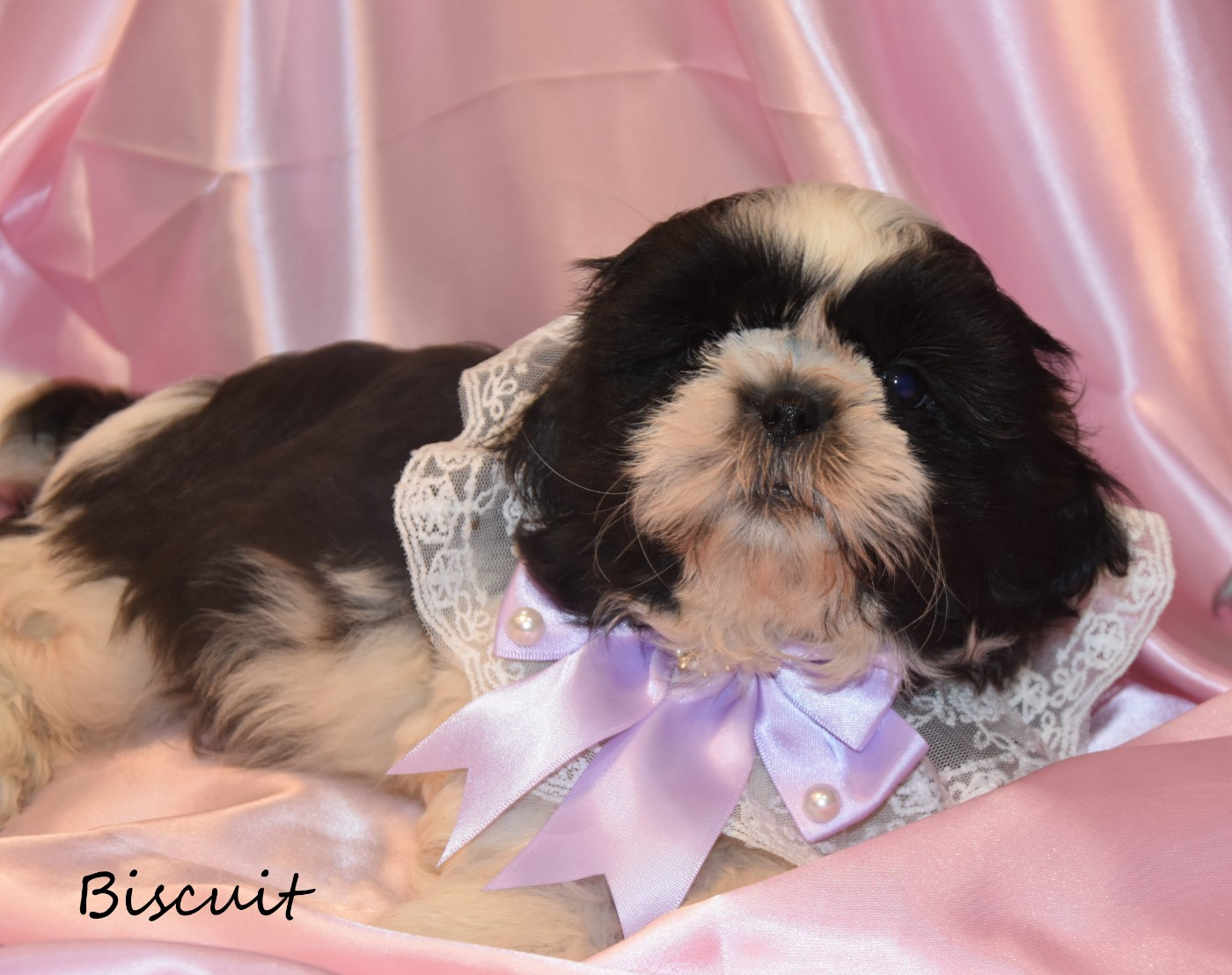 de la plaine du Jaelma - Chiots disponibles - Shih Tzu