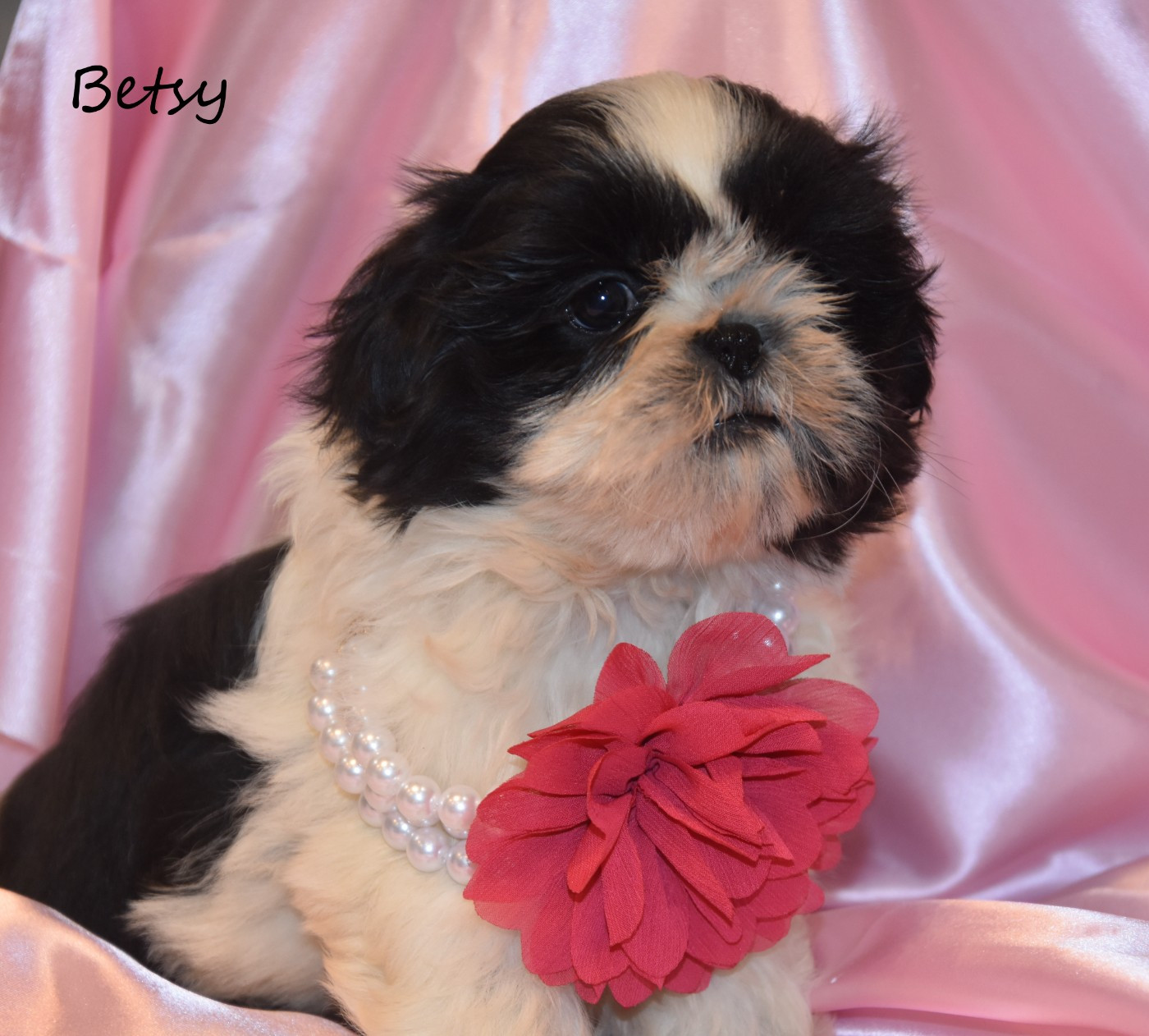 de la plaine du Jaelma - Chiots disponibles - Shih Tzu