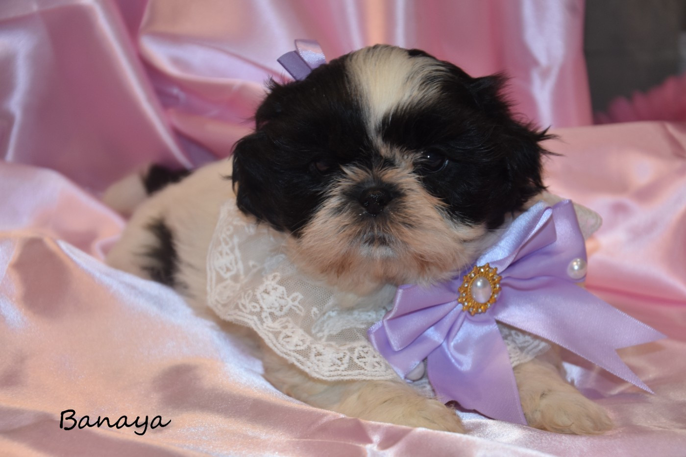 de la plaine du Jaelma - Chiots disponibles - Shih Tzu