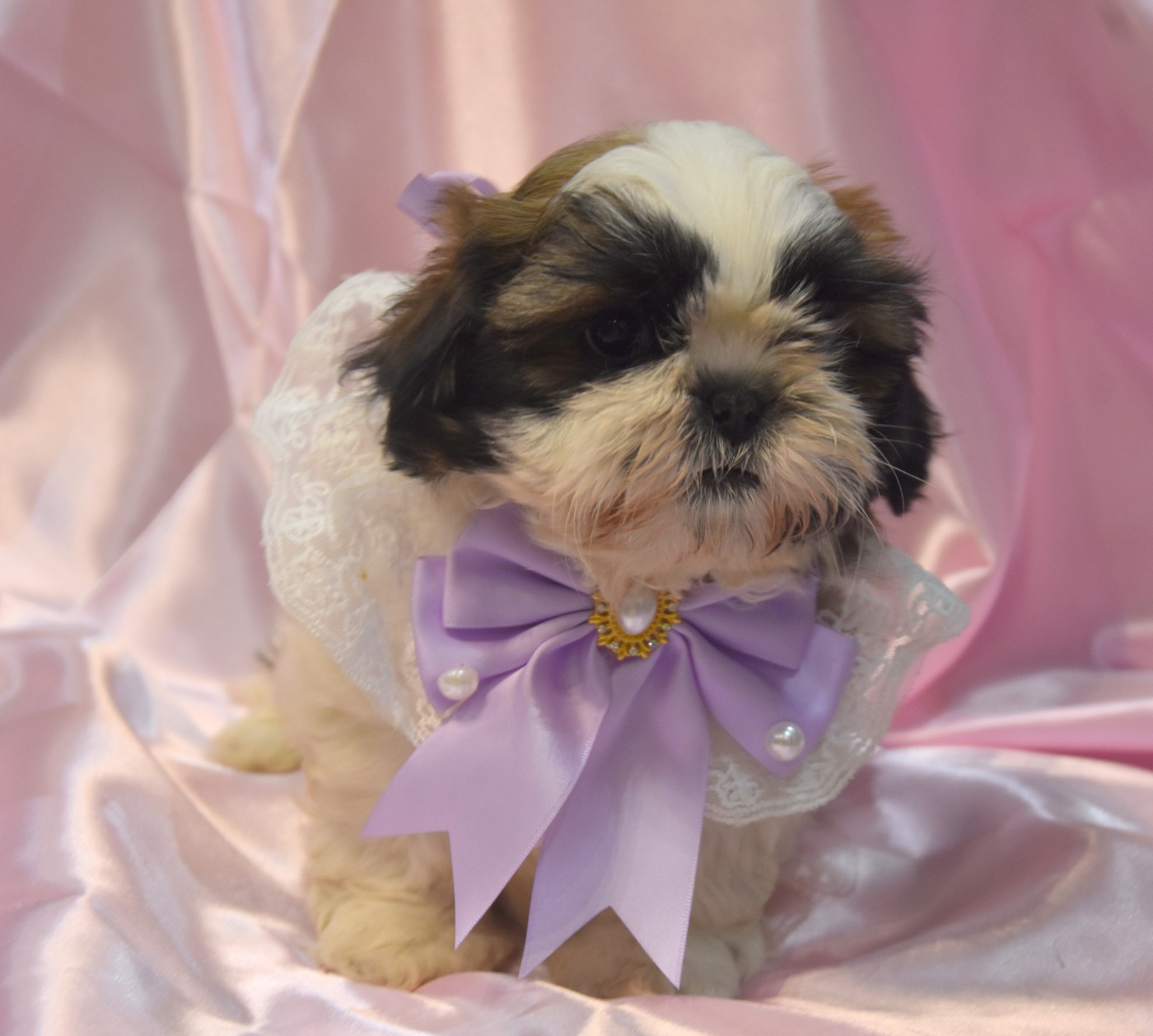 de la plaine du Jaelma - Chiots disponibles - Shih Tzu