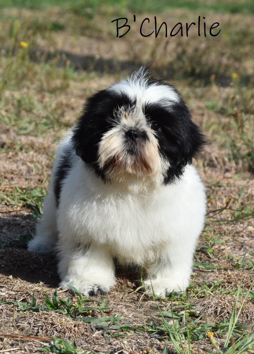 de la plaine du Jaelma - Chiots disponibles - Shih Tzu