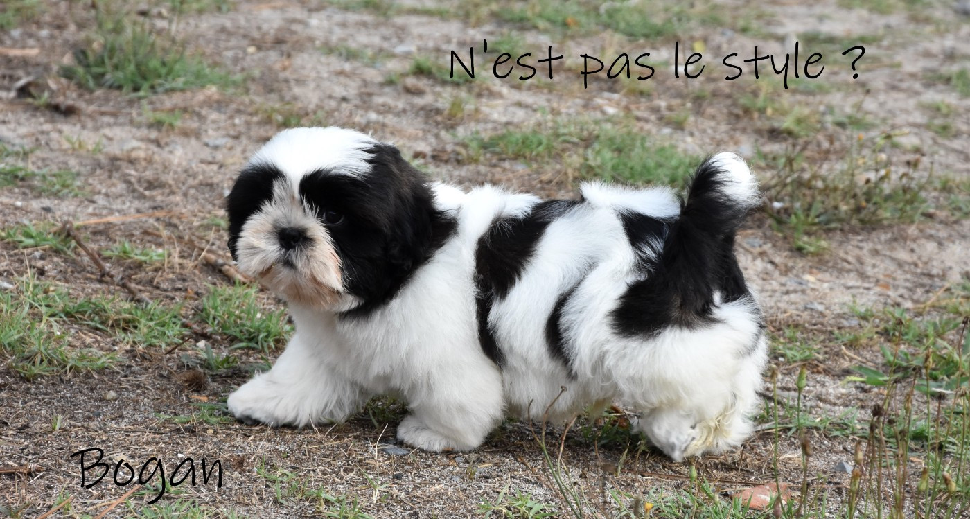 de la plaine du Jaelma - Chiots disponibles - Shih Tzu