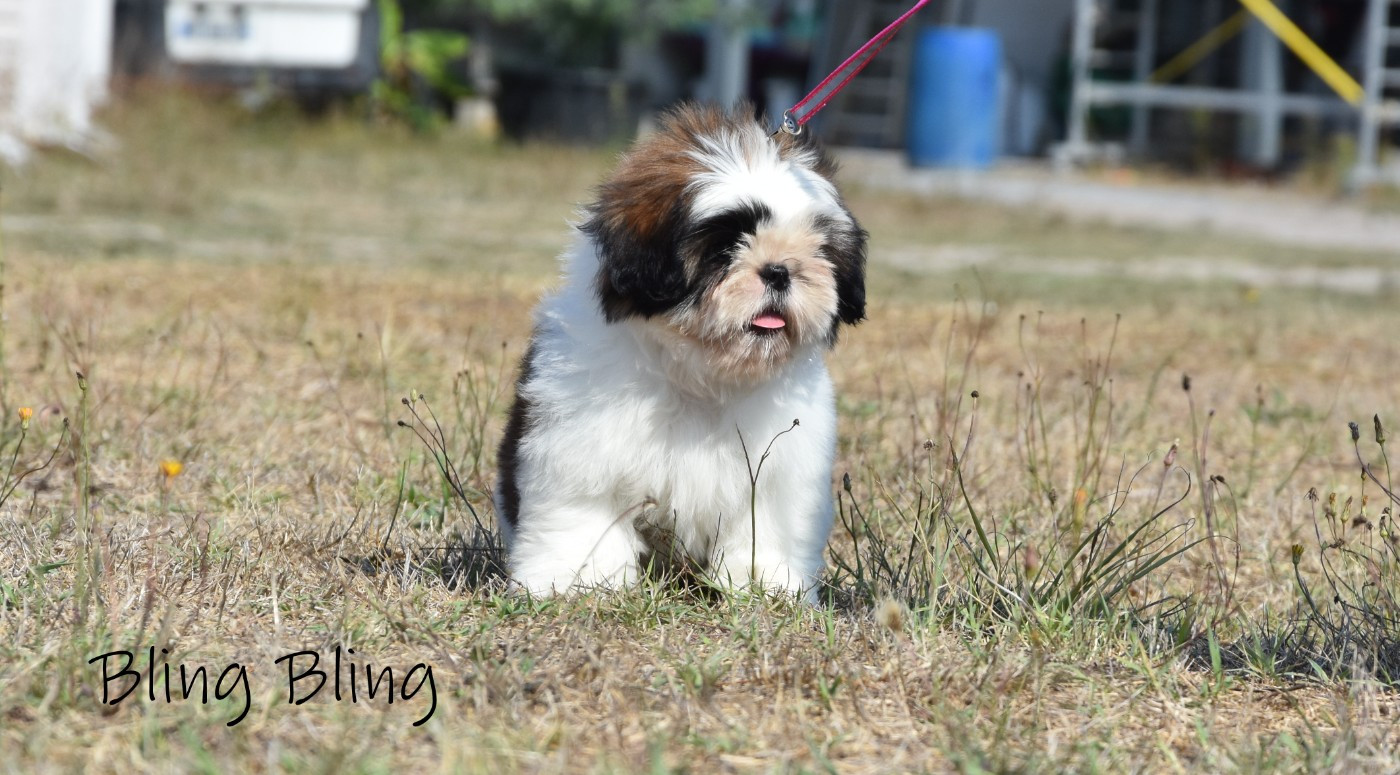 de la plaine du Jaelma - Chiots disponibles - Shih Tzu