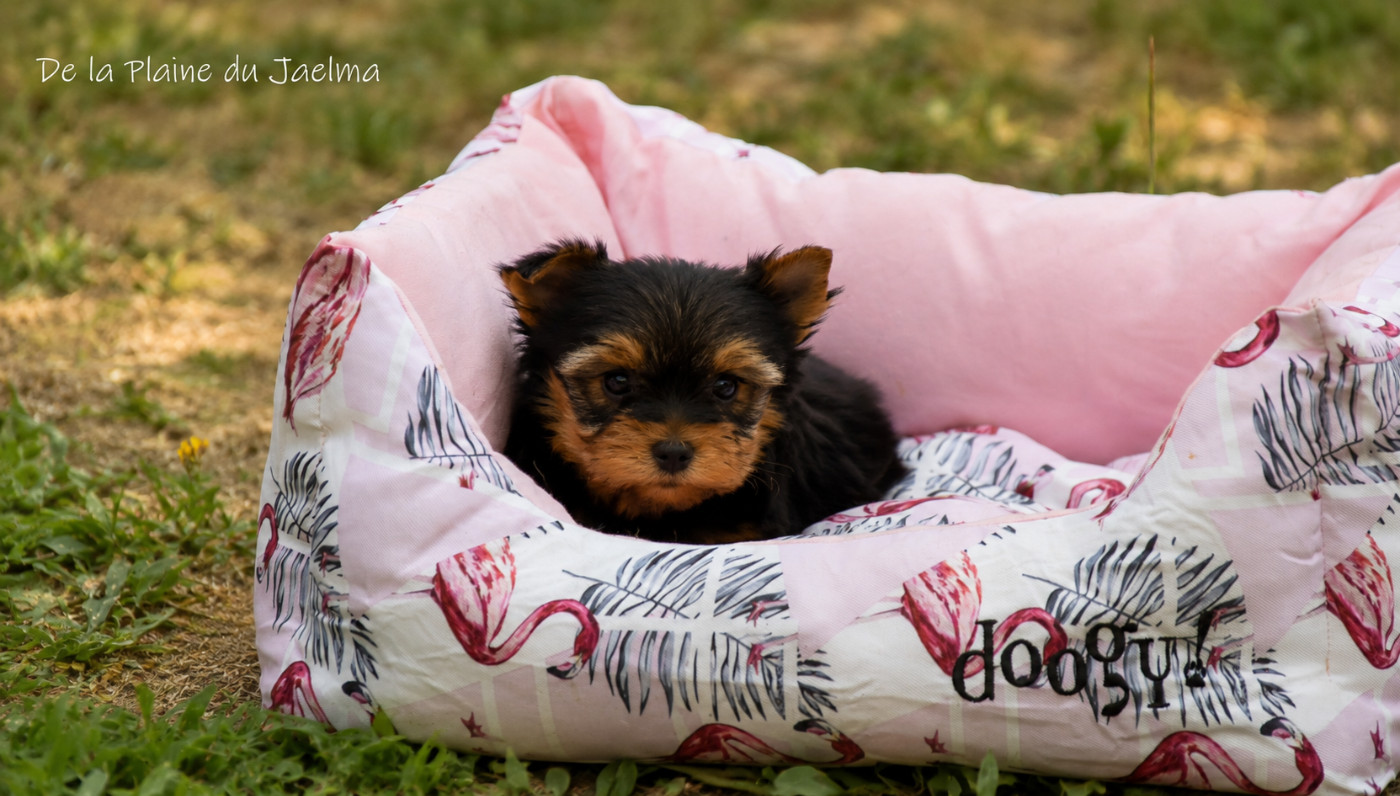 de la plaine du Jaelma - Chiots disponibles - Yorkshire Terrier