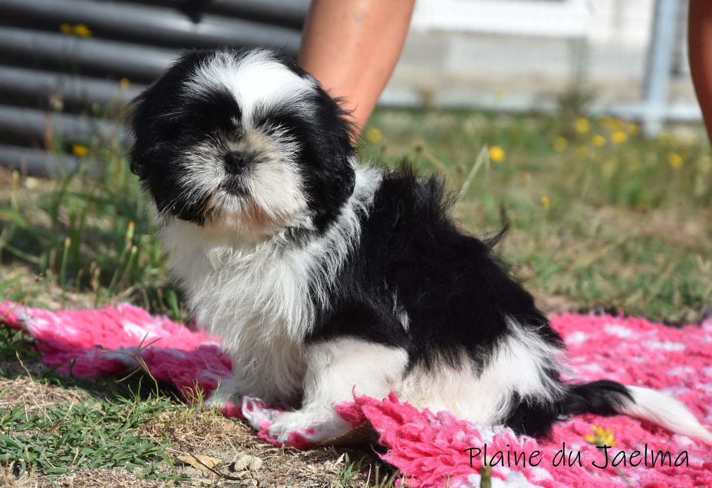 de la plaine du Jaelma - Chiots disponibles - Shih Tzu