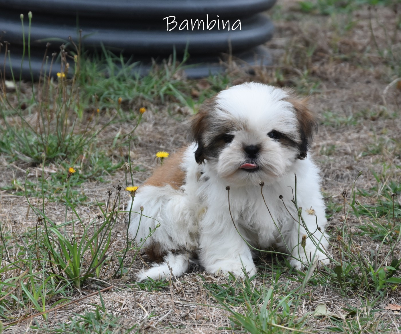 de la plaine du Jaelma - Chiots disponibles - Shih Tzu