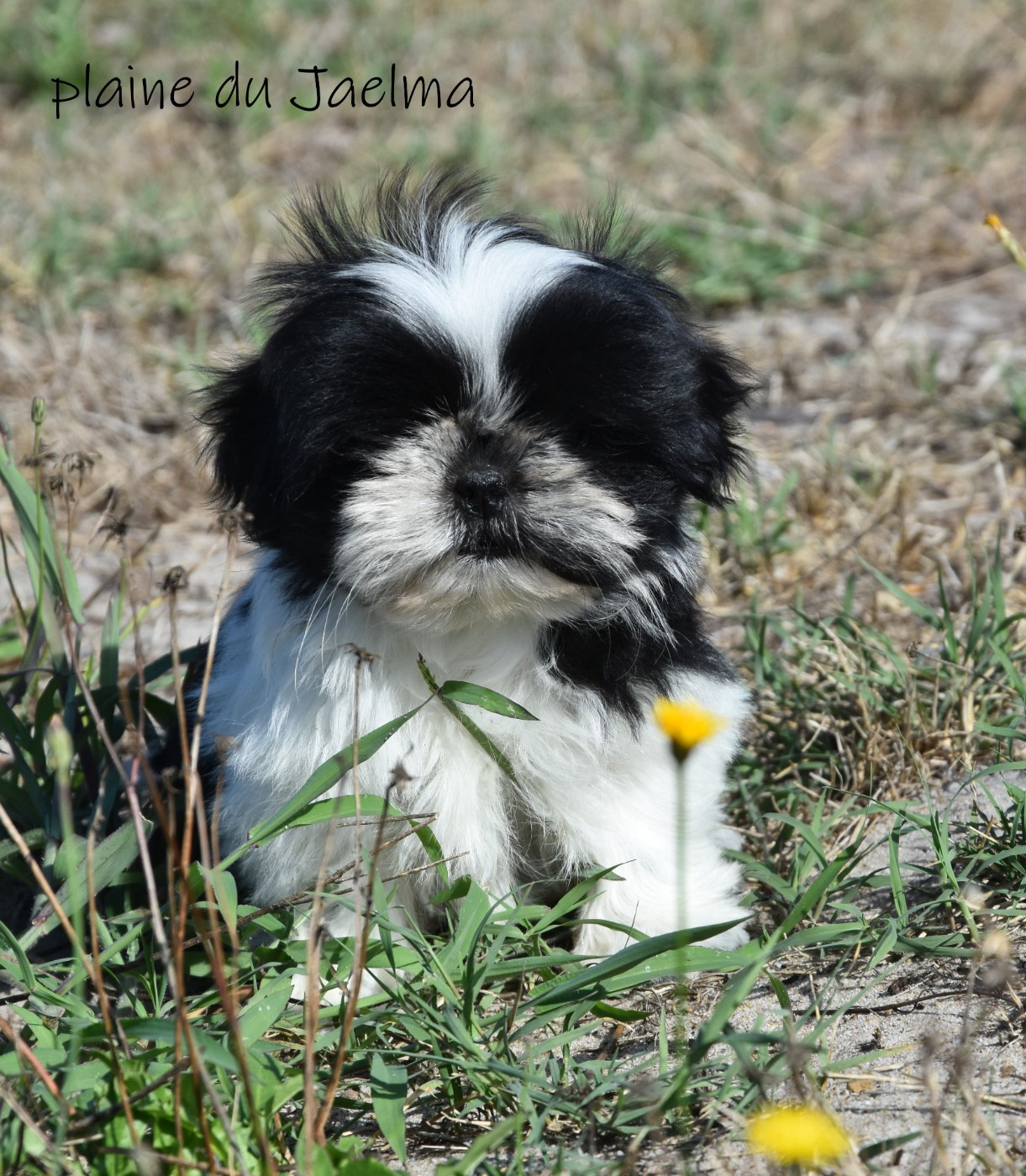 de la plaine du Jaelma - Chiots disponibles - Shih Tzu