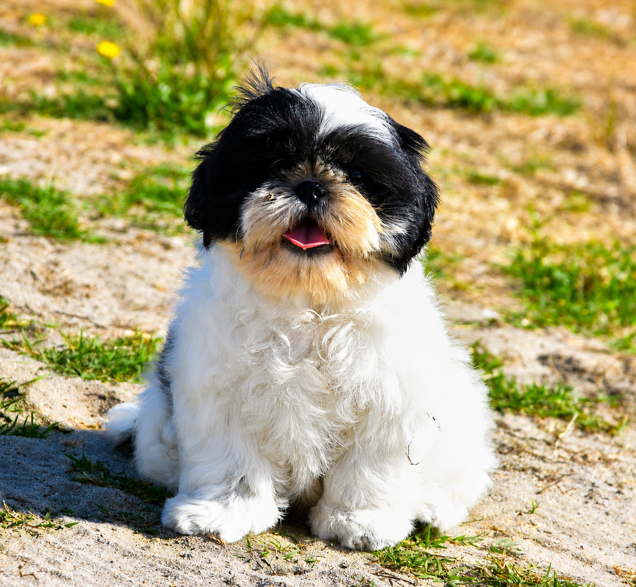 de la plaine du Jaelma - Chiots disponibles - Shih Tzu