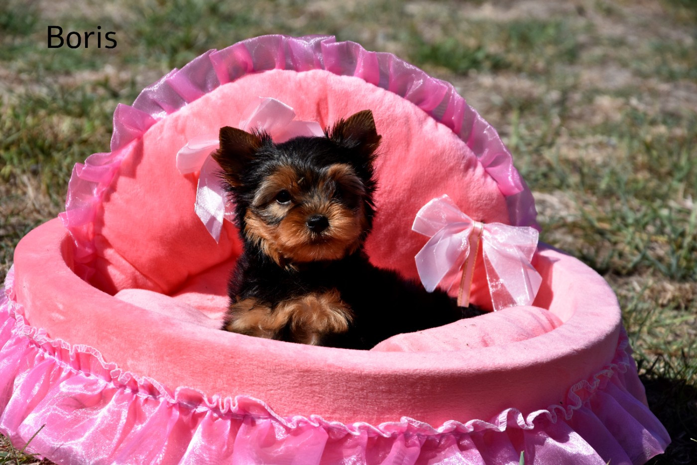 de la plaine du Jaelma - Chiots disponibles - Yorkshire Terrier