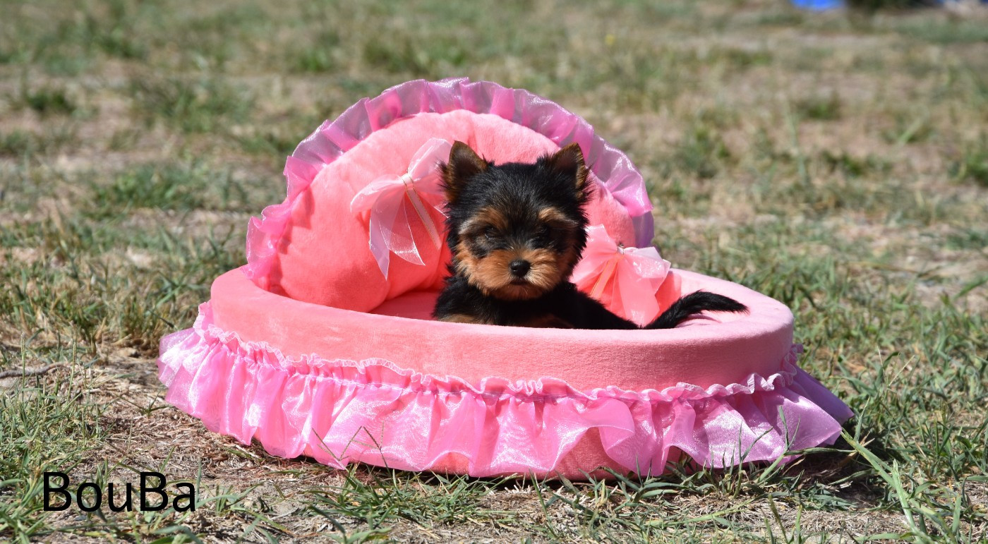 de la plaine du Jaelma - Chiots disponibles - Yorkshire Terrier