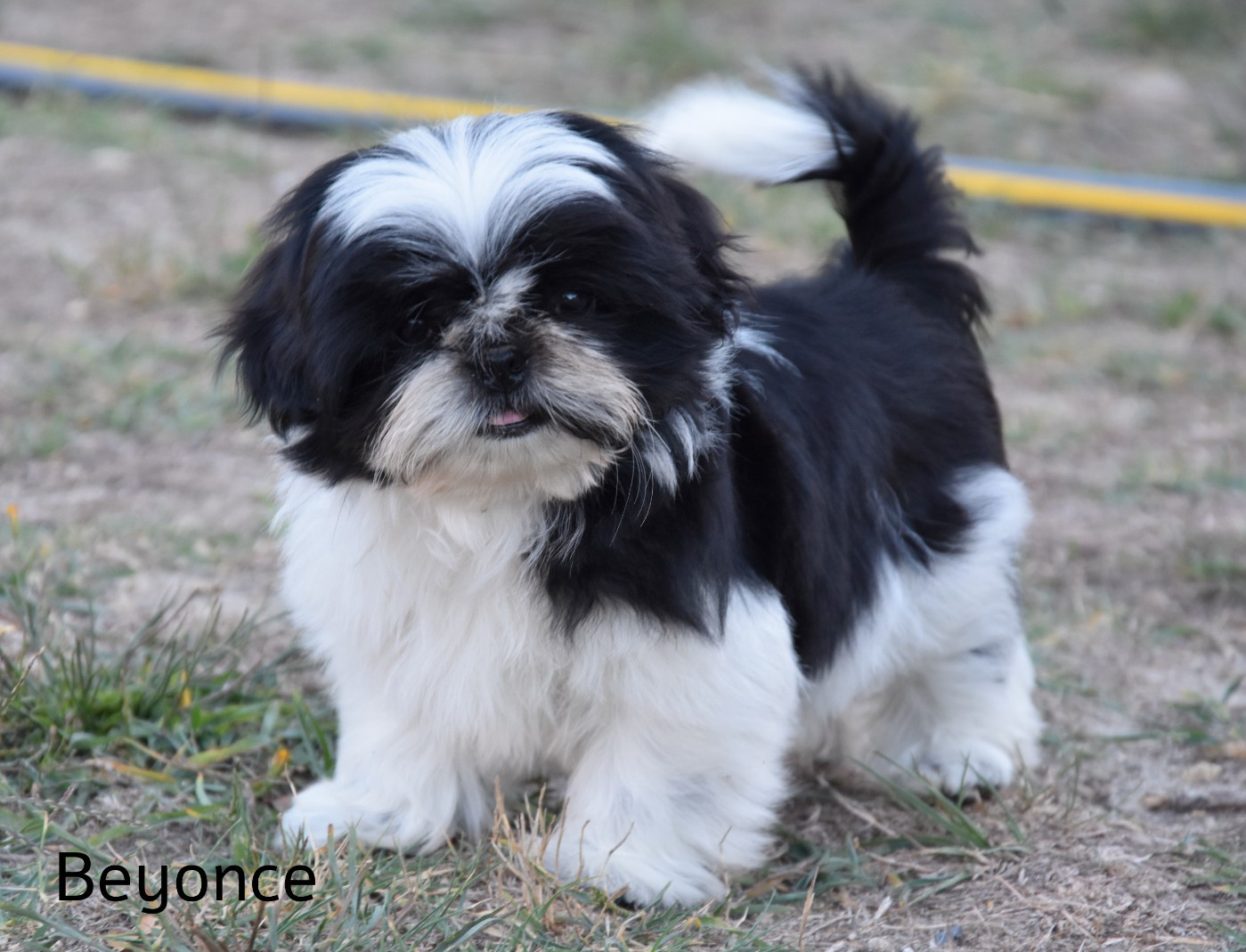 de la plaine du Jaelma - Chiots disponibles - Shih Tzu